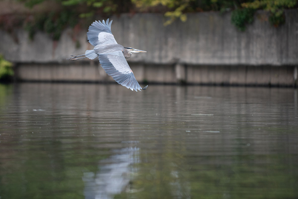 A great blue heron flies over the Chicago River.
