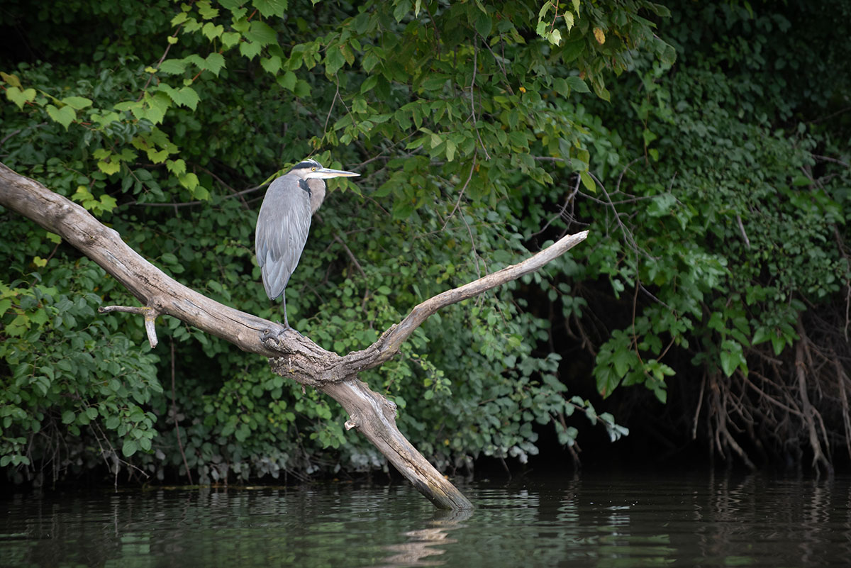 A great blue heron sits on a branch along the Chicago River.