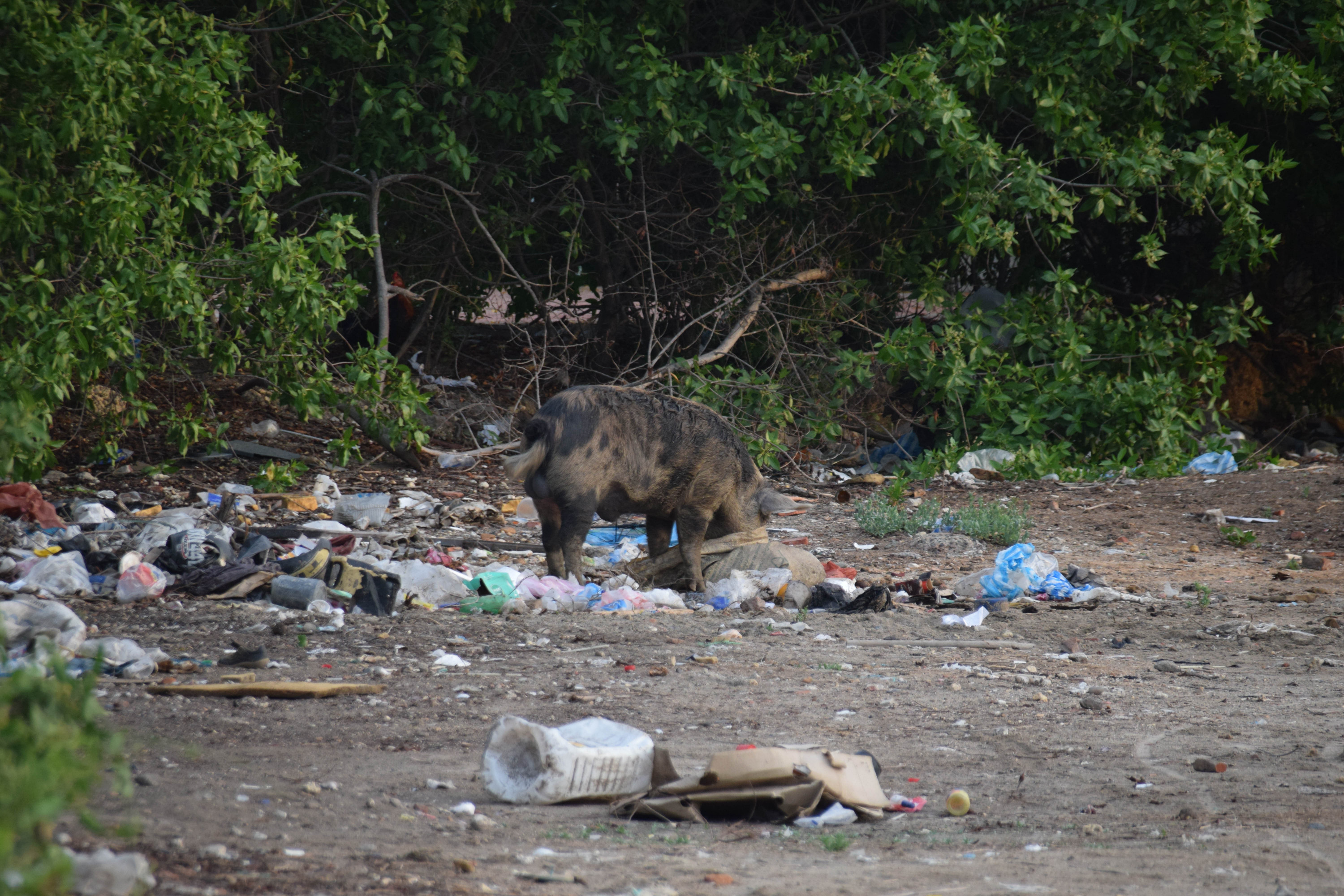 All around the coast, trash and pollution can be seen in varying quantities affecting the wildlife in the area, as well as the means of income of many fishers in the area. Here a pig is seen rummaging through a trash pile near one of the beaches around the lagoon.