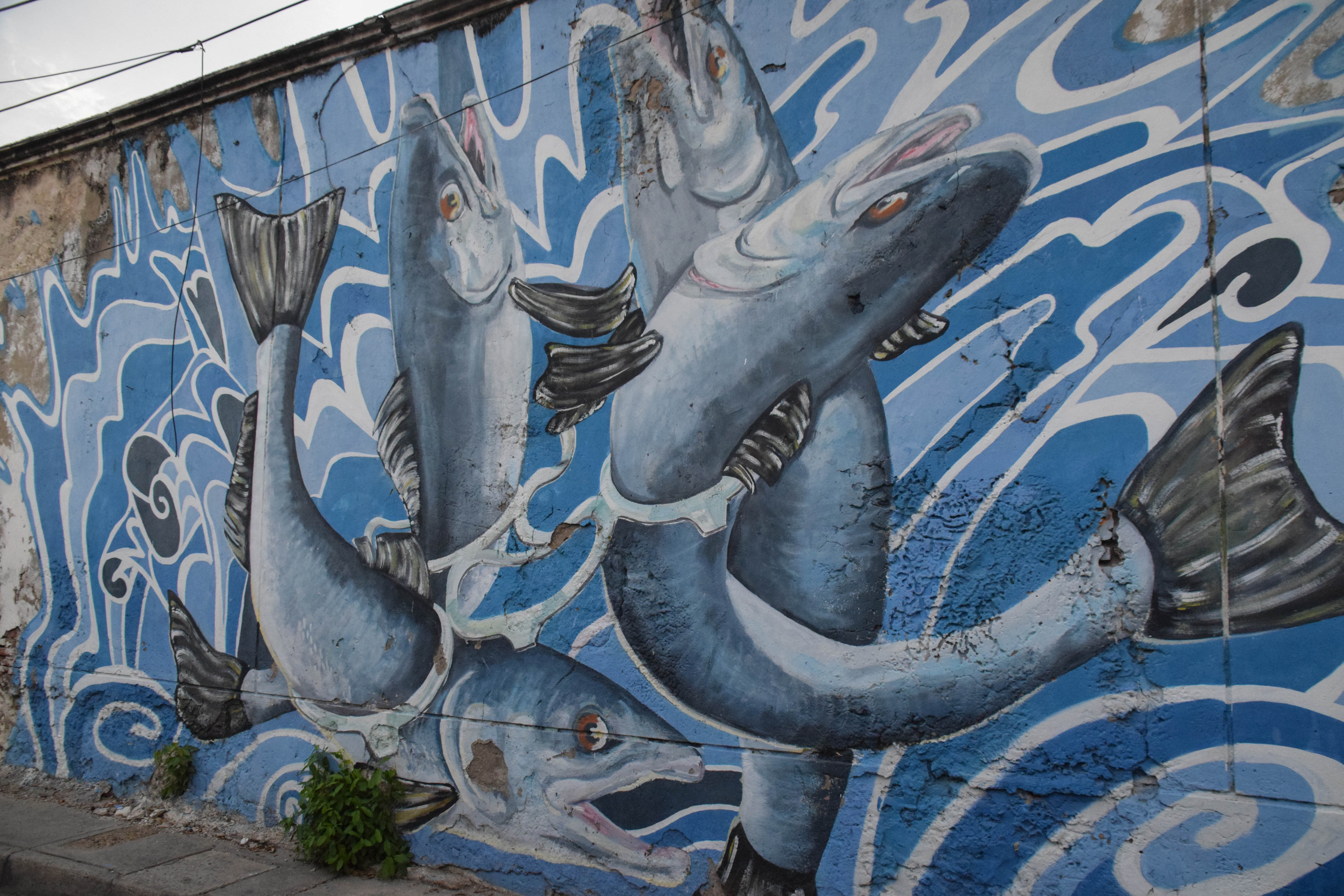 The local artists in Cartagena have begun to take notice as well. Pictured here is an art piece featuring fish struggling to free themselves from a net of plastic rings used to contain beverage bottles. This can lead to decreased fish populations in the area affecting how many locals gain their income.