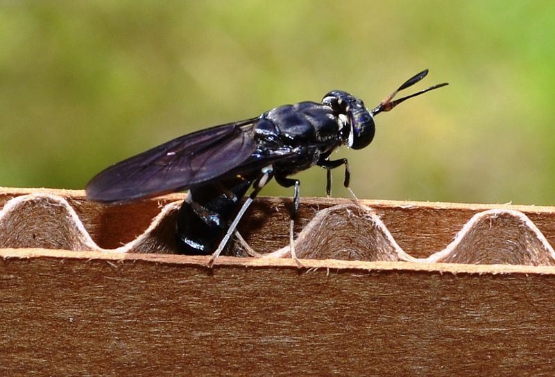 Female Black Soldier Fly deposits her eggs in cardboard. (Gee W., 2013)