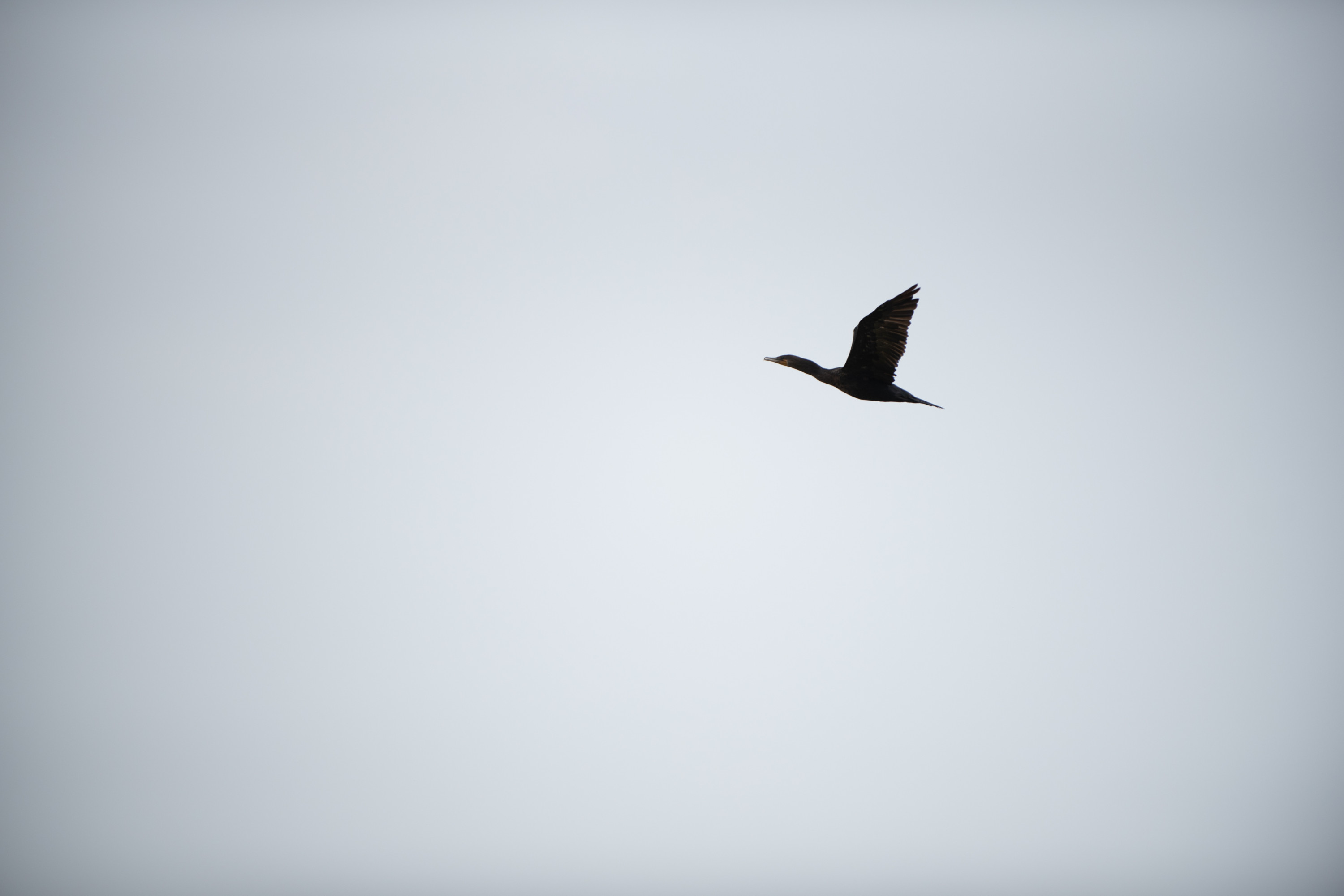 A cormorant flies above the Chicago River.
