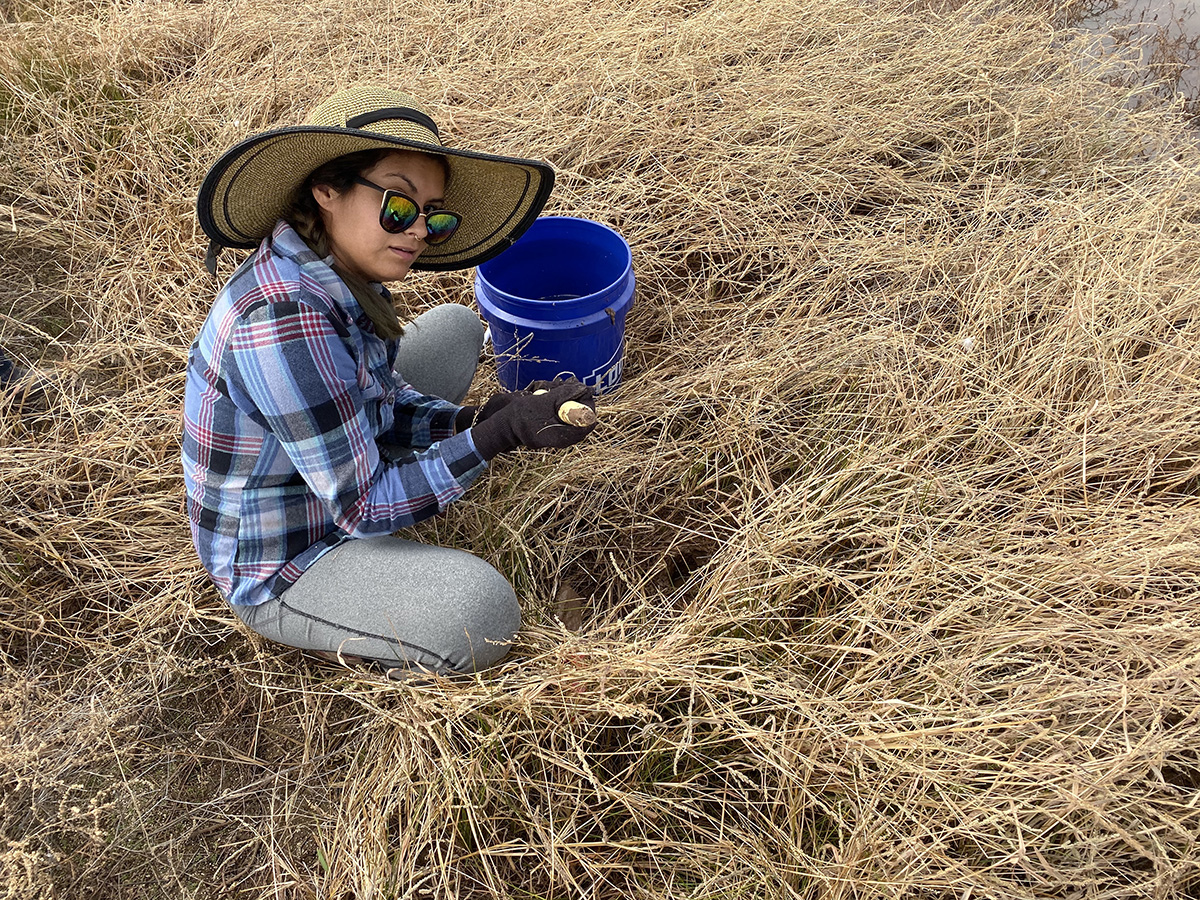 Ariana Tamayo went to Whitewater Draw on Nov. 2 to plant milkweed for monarch butterflies. The wildlife area has a maintained water source to accommodate migrating sandhill cranes, making it ideal for milkweed.