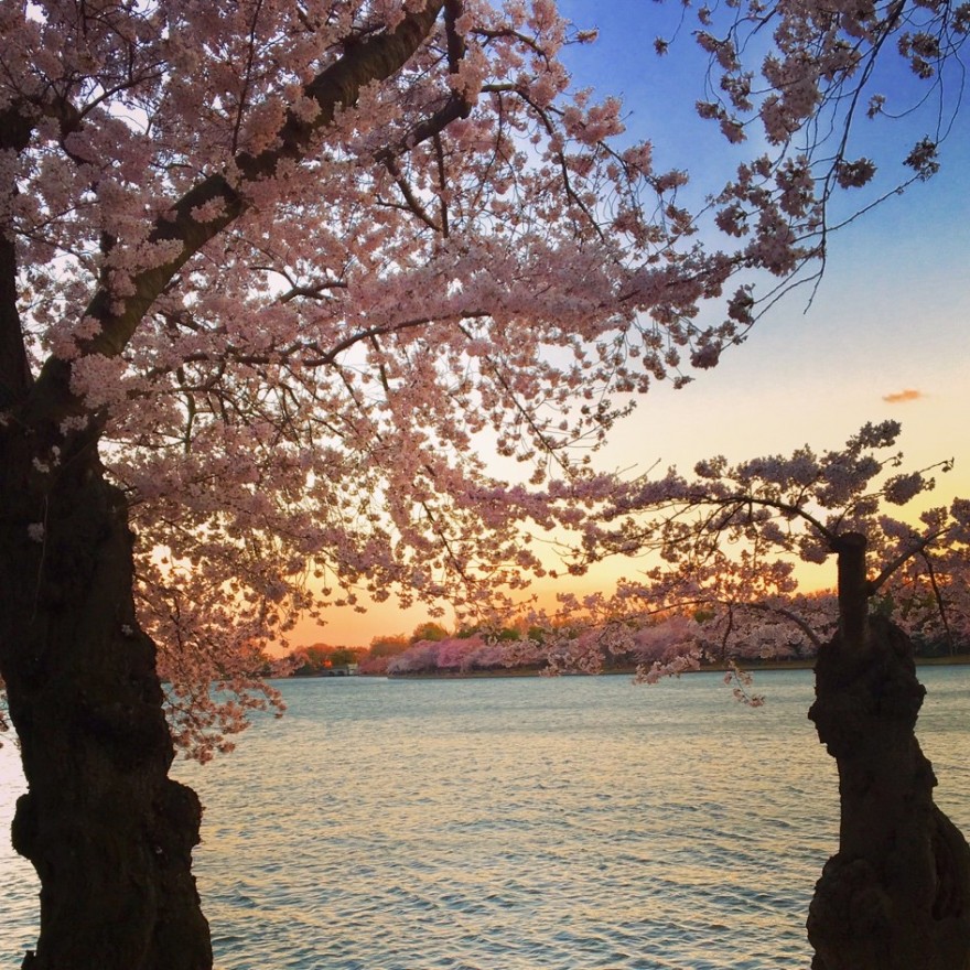 More beautiful blossoms. (Kenzie Schmitt)