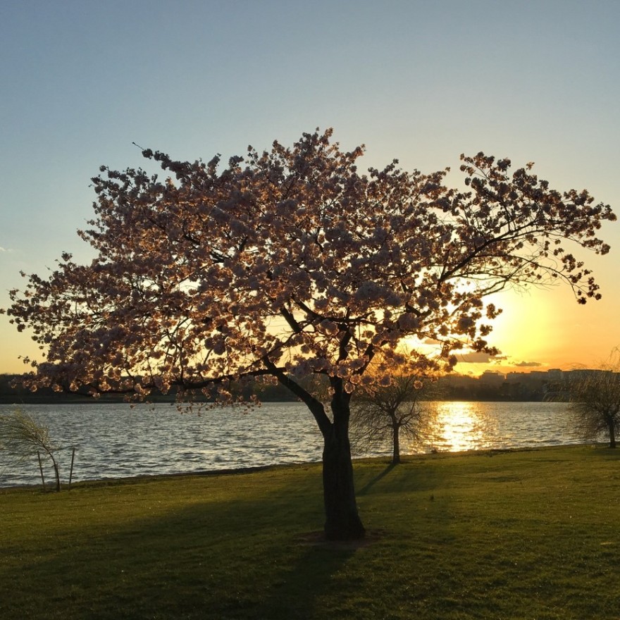 One of D.C.&#039;s iconic cherry blossom trees, at peak bloom during the Summit, at sunset. (Kenzie Schmitt)