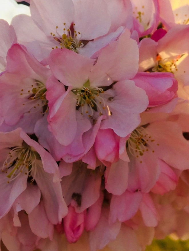 A close-up of the blossoms. (Kenzie Schmitt)