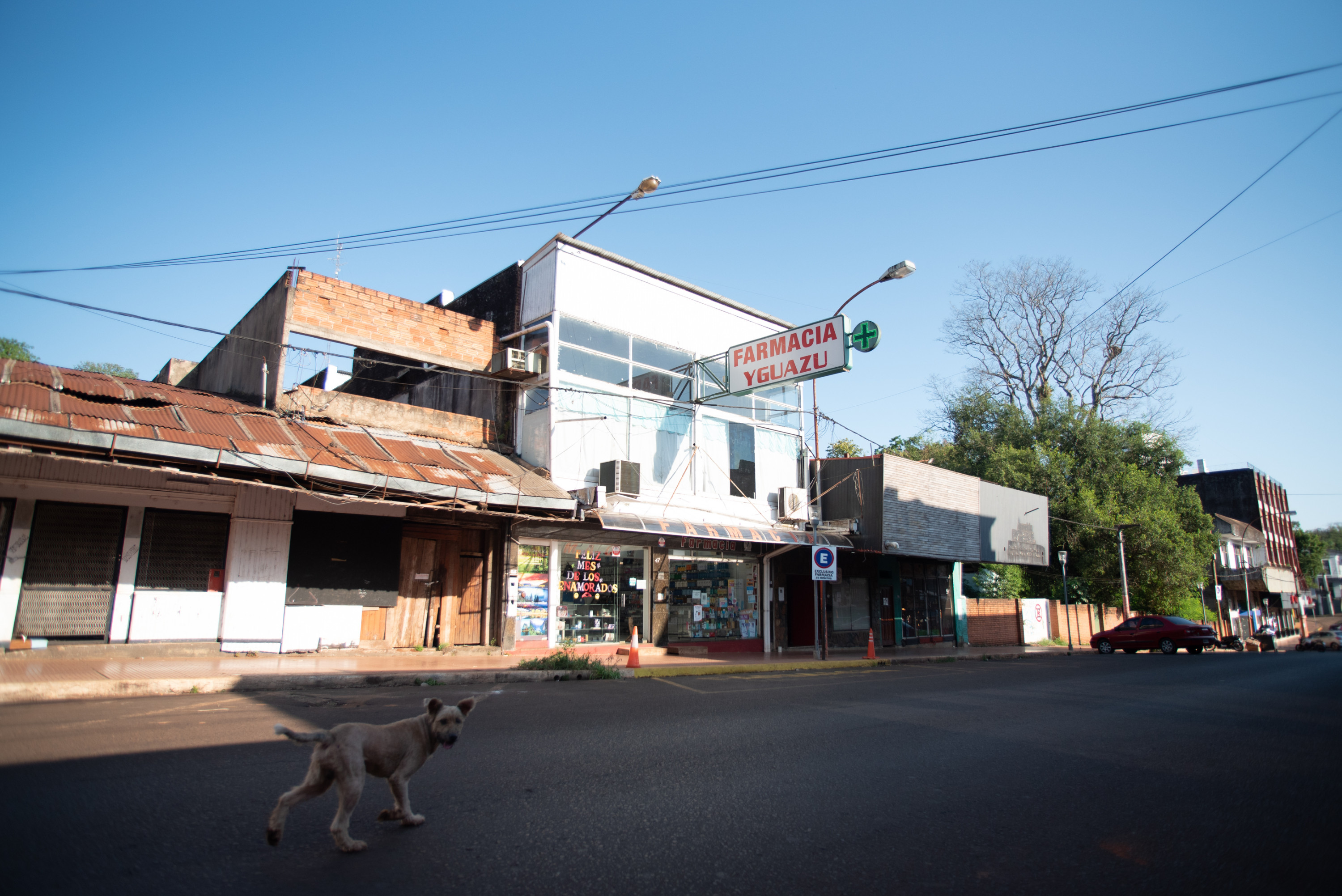 A dog walks down a street in Puerto Iguazú, Argentina, on a sunny Saturday morning in February 2019.