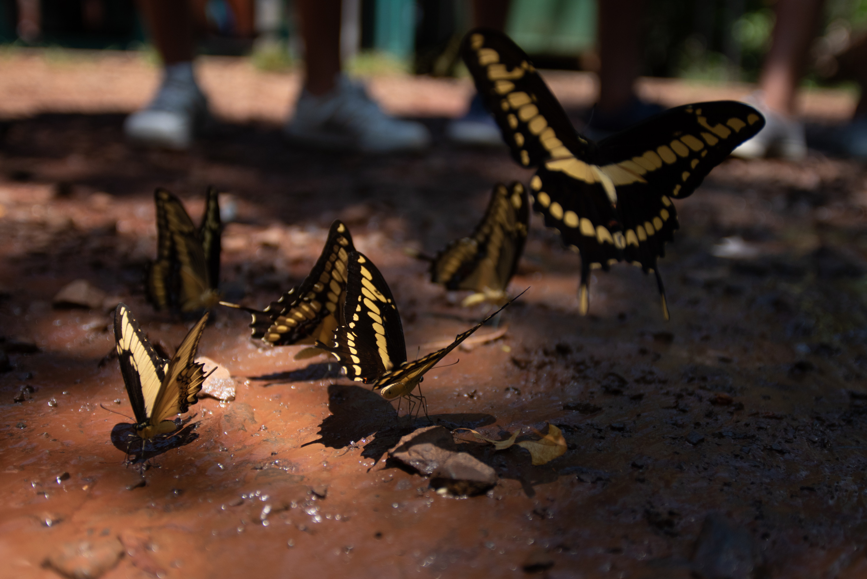 Butterflies fly in the shadows of a tree in Iguazú National Park.