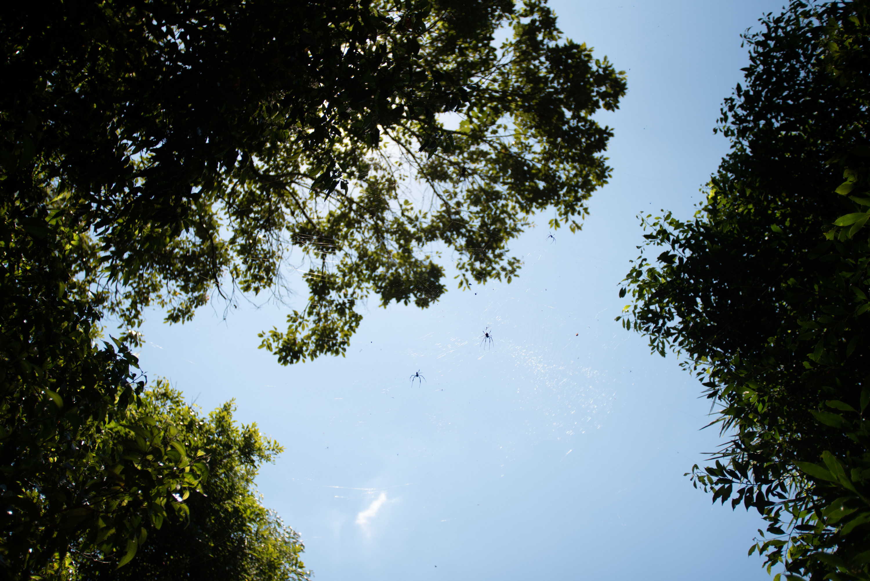 Large spiders dangle above the path to Salto Arrechea in Iguazú National Park.