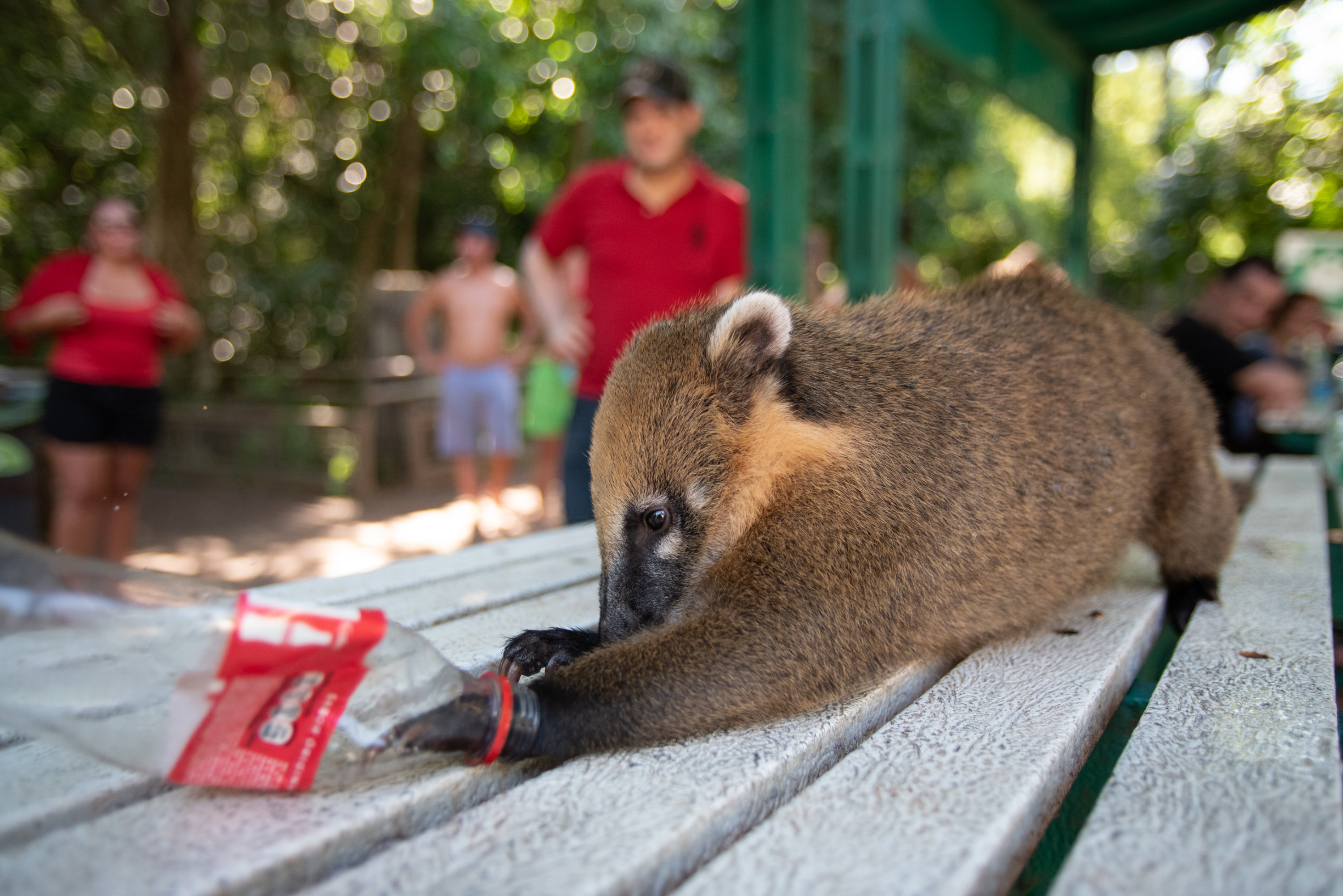 A coatí reaches its paw into an empty Coca-Cola bottle at a table in Iguazú National Park.
