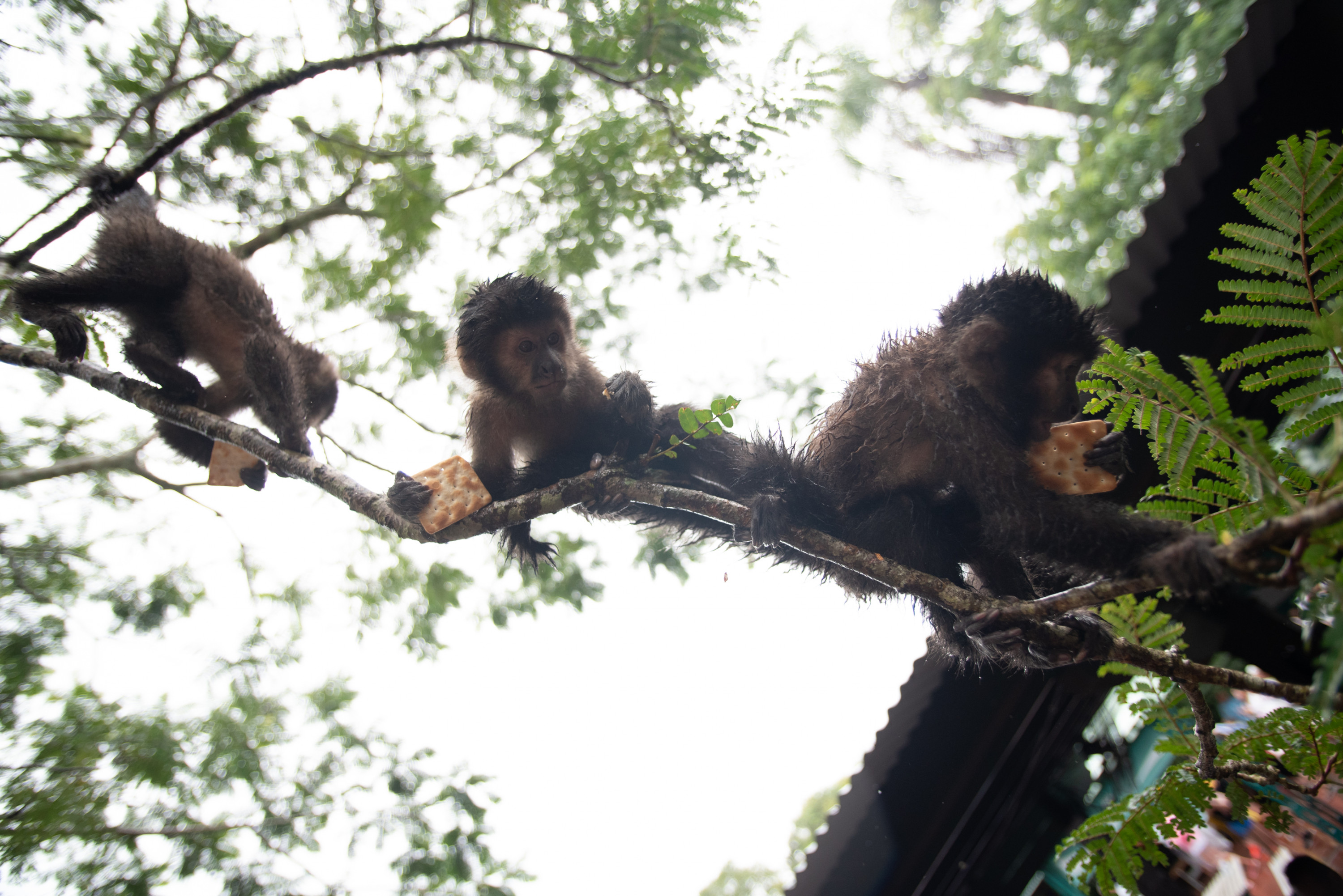 A trio of monkeys dangling in a tree enjoy crackers that were fed to them by tourists in Iguazú National Park.