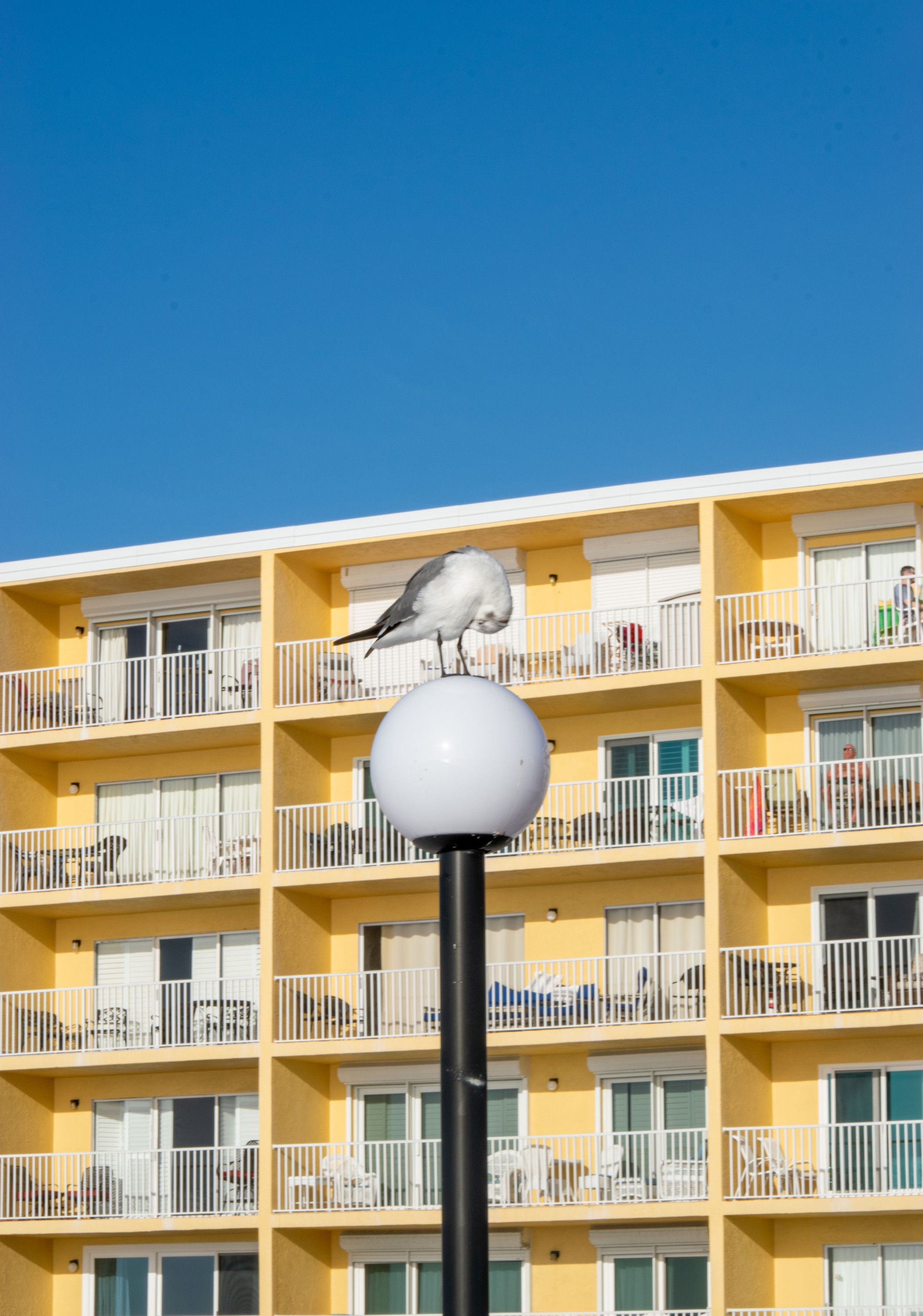 A seagull preens itself on the top of a light pole outside sunny condos next door to the Seaside Seabird Sanctuary.