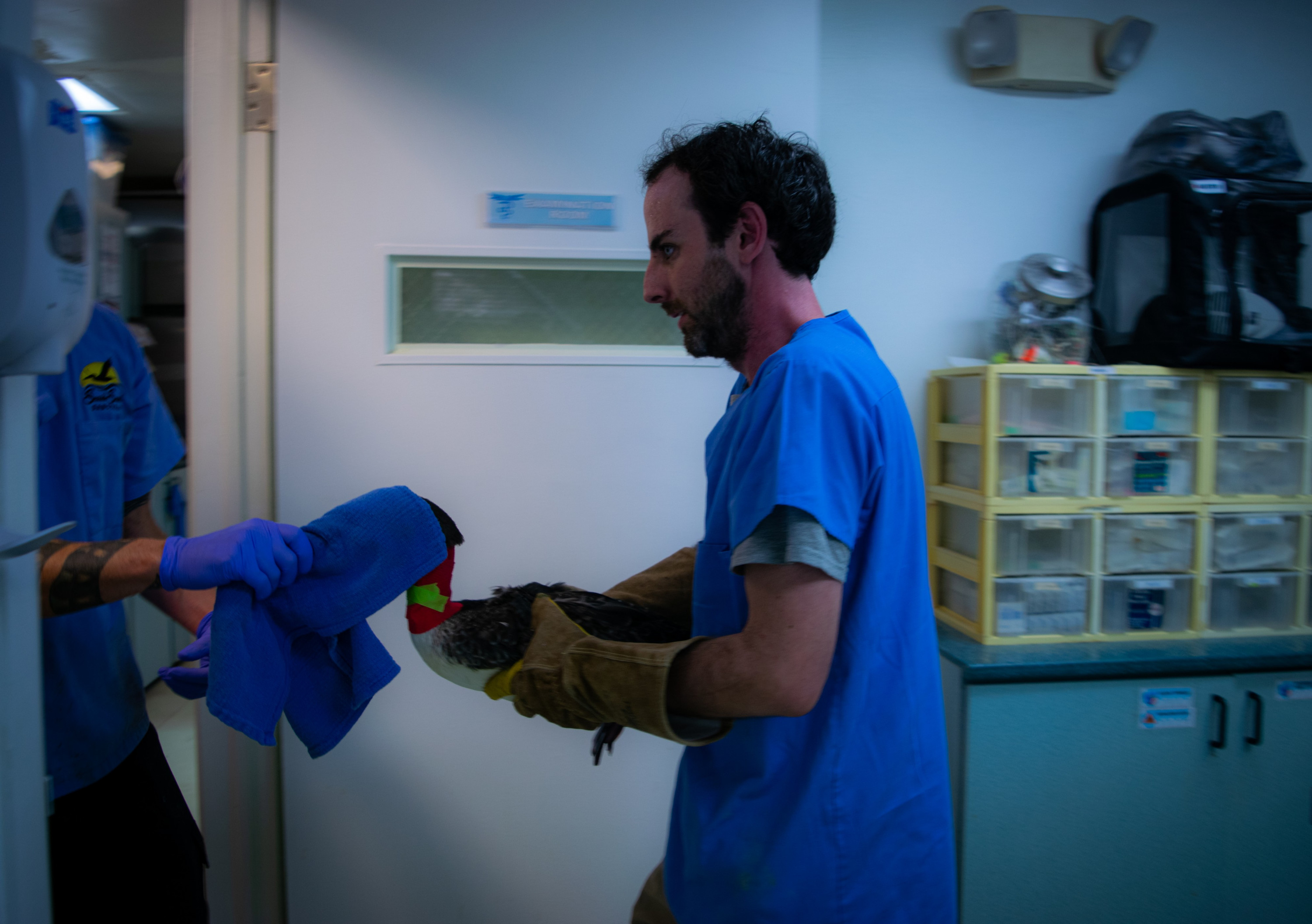 Wildlife technicians return a protesting bird to its cage after stitching a hole in its neck to await further care.