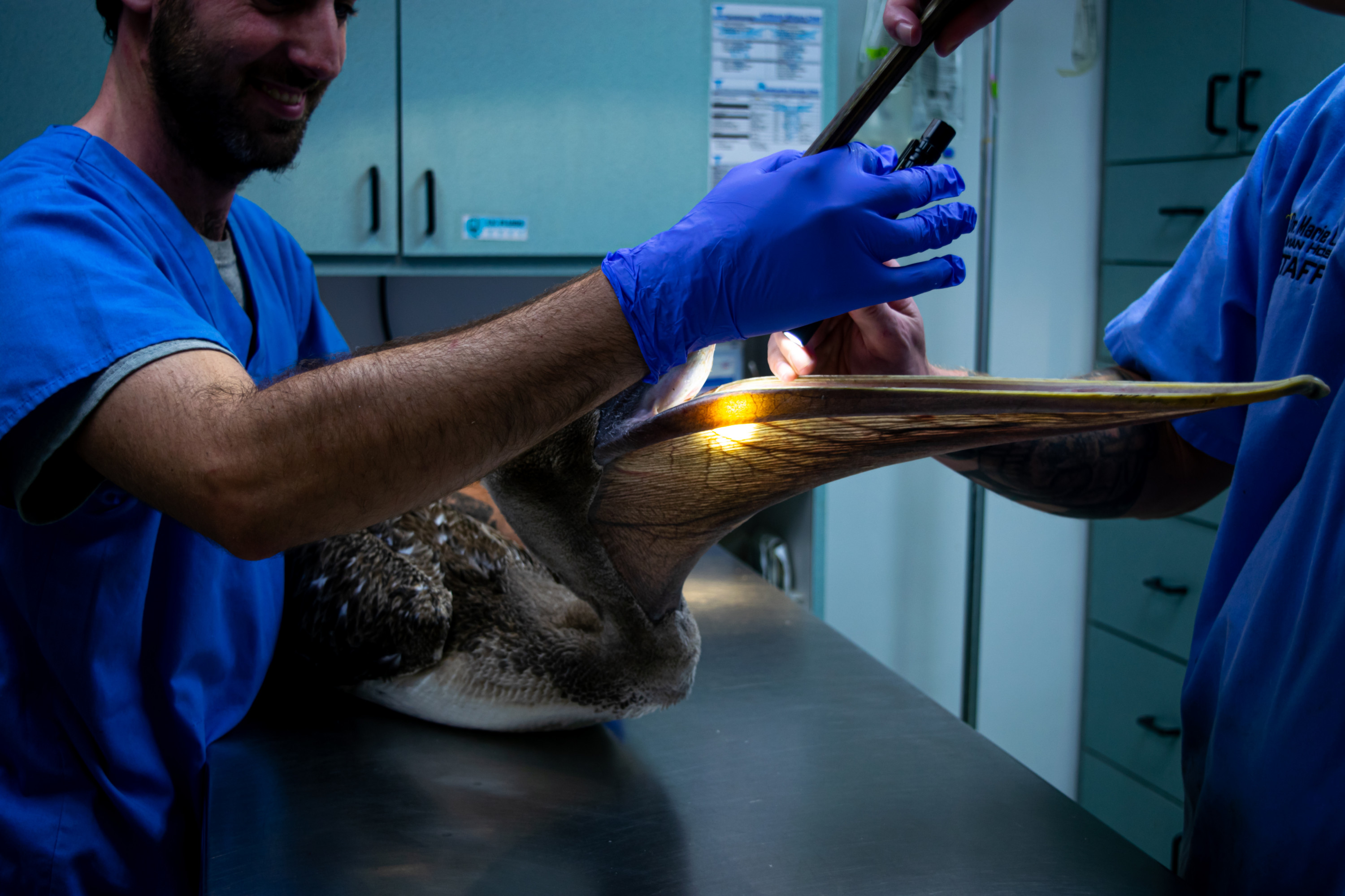 Say &quot;ahh!&quot; Wildlife technicians examine their patient&#039;s throat with a flashlight for possible damage.