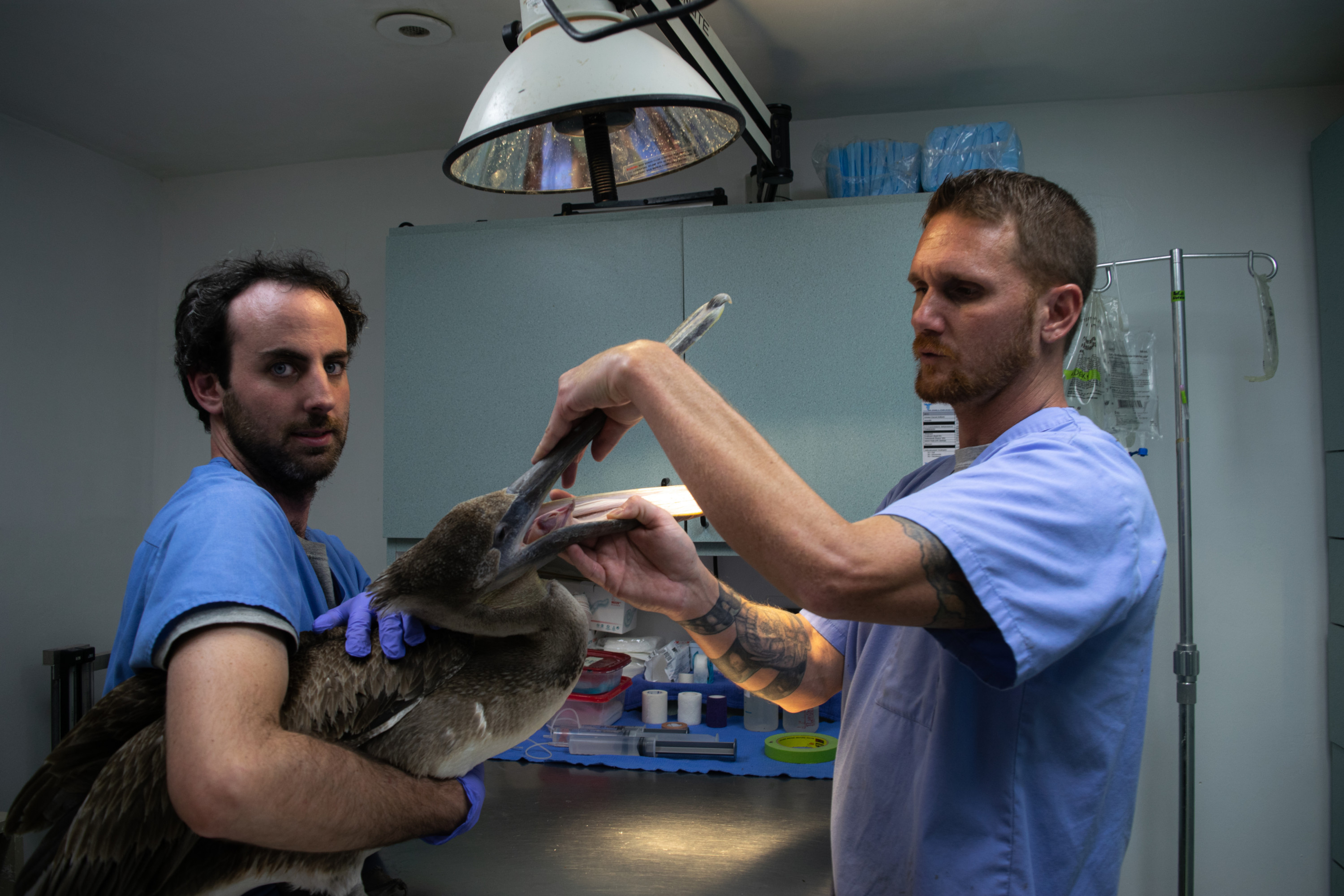 The wildlife technicians restrain a patient while removing a fishhook from its wing. The Seaside Seabird Sanctuary provides video instructions on how to do this. The hook must be broken at one end and pulled completely through to avoid further damaging the bird.