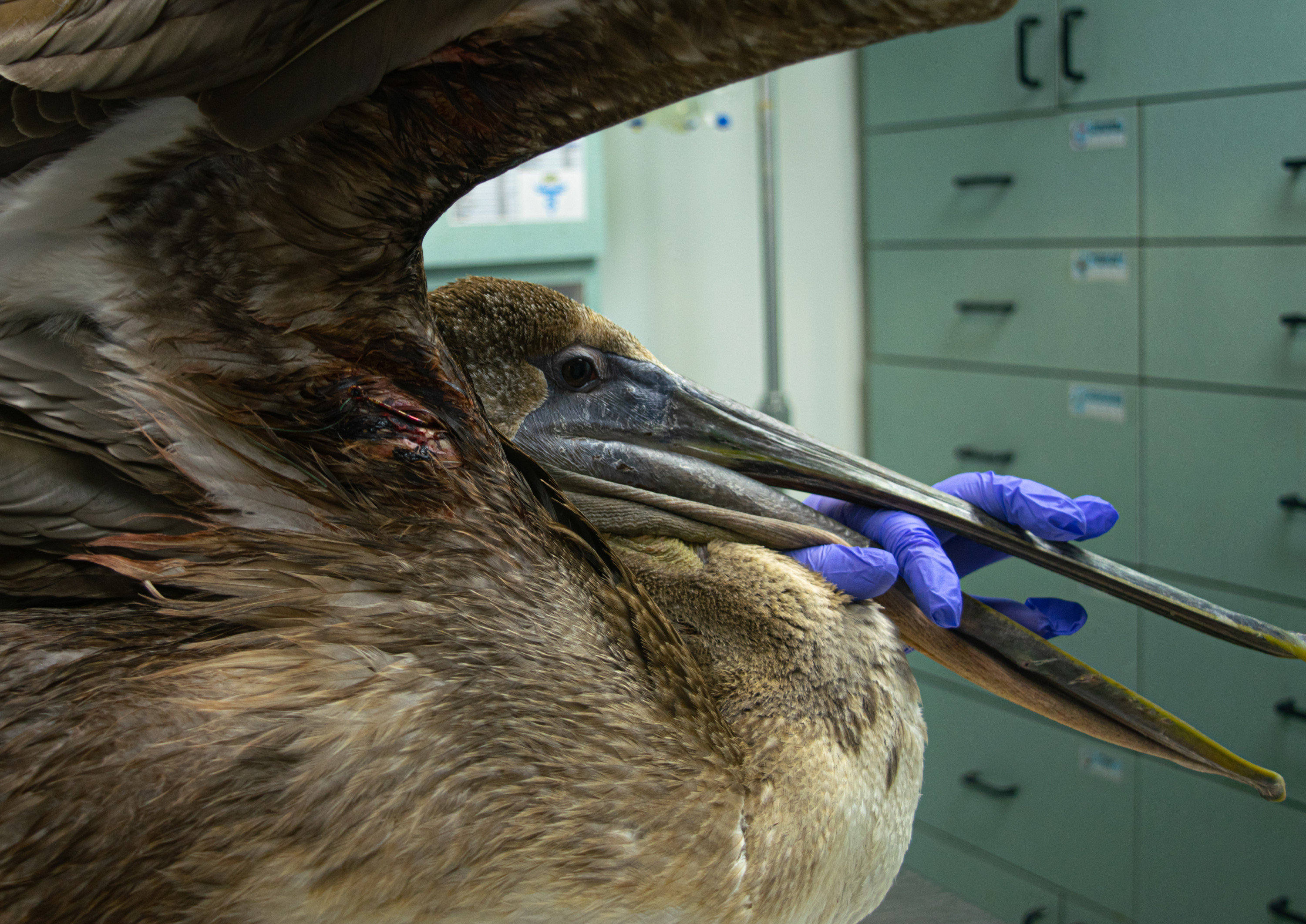 A close up of the bird&#039;s fish hook injury. Its beak must be held open while restrained because it is it&#039;s only air opening. If it were to be held shut, it would pass out.