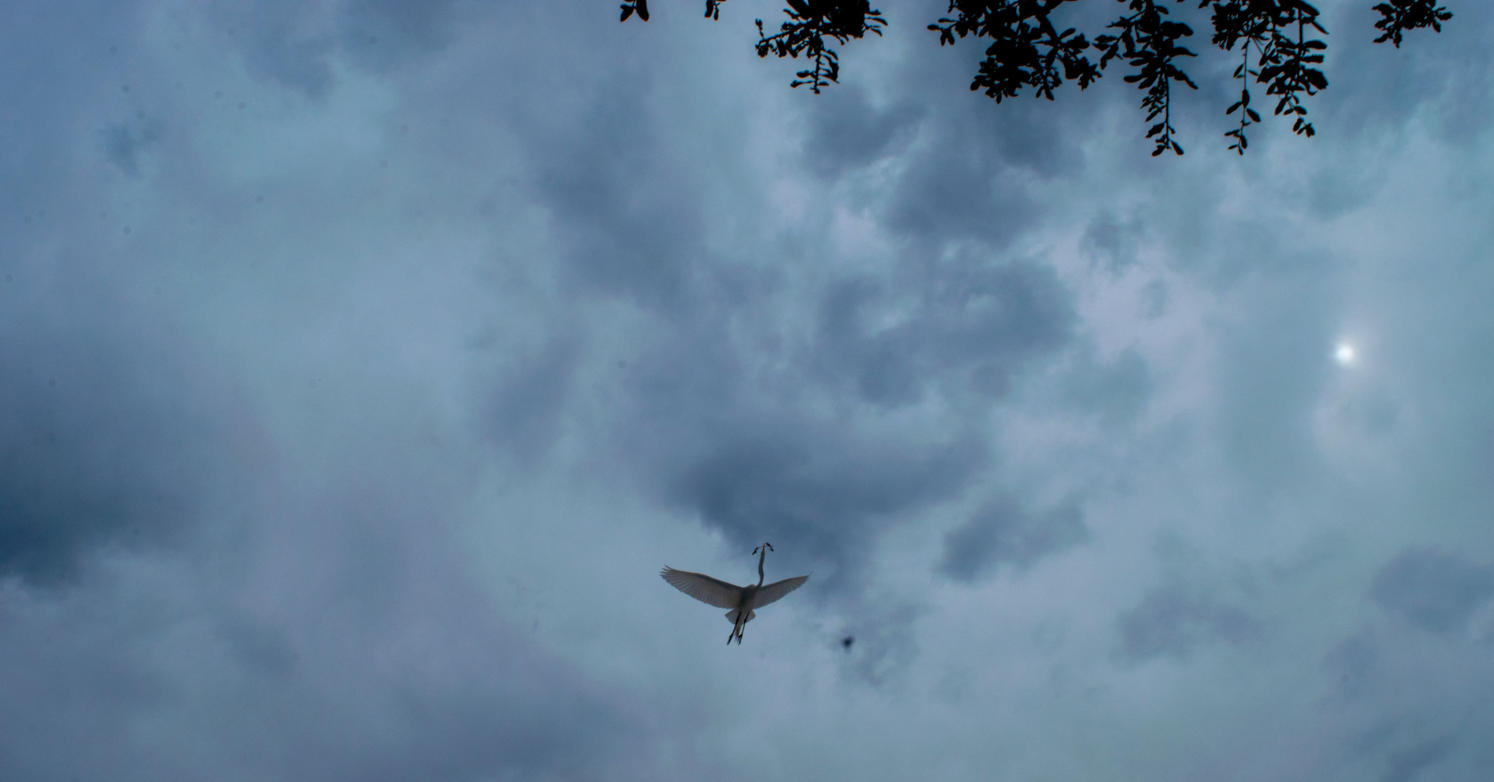 An egret soars through cloud strewn skies carrying a branch.