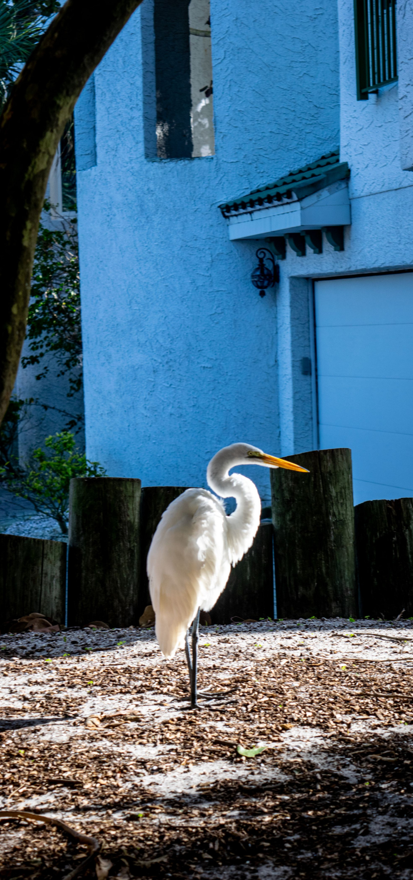 An egret is illuminated by the afternoon sun on its way to the beach in front of the Sanctuary.