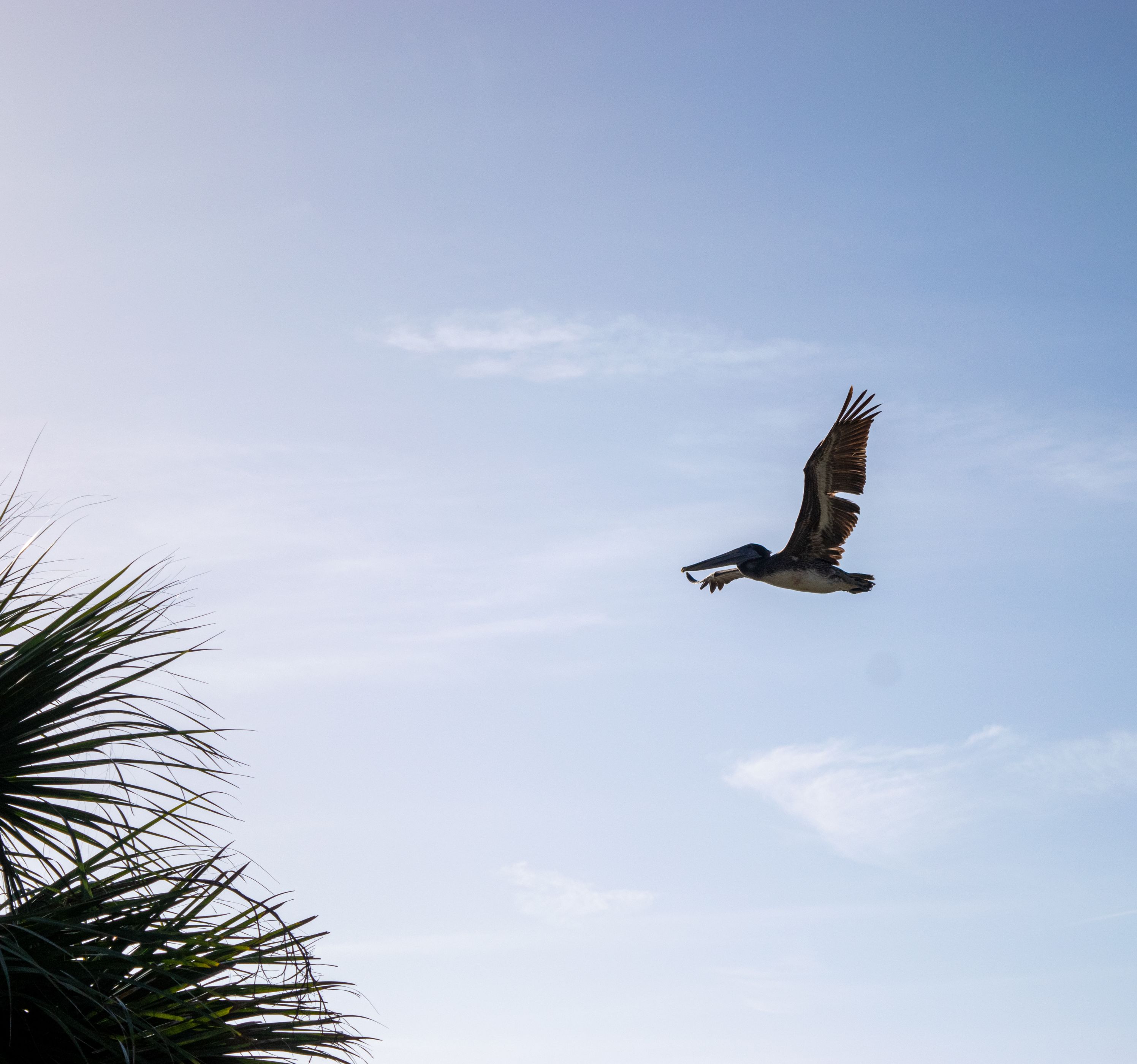 The seaside Seabird Sanctuary offers rehabilitation and permanent care for birds in the St. Pete area. This is a difficult and taxing job. In some cases, the job requires tough calls. One bird suffered from a compound break in its wing. Because it affected more than 30% of the wing, it had to be euthenized according to Florida&#039;s Quality of Life law. The emotion of the technicians was apparent when they told us about the fate of the bird we were watching them treat. It will never fly free again.