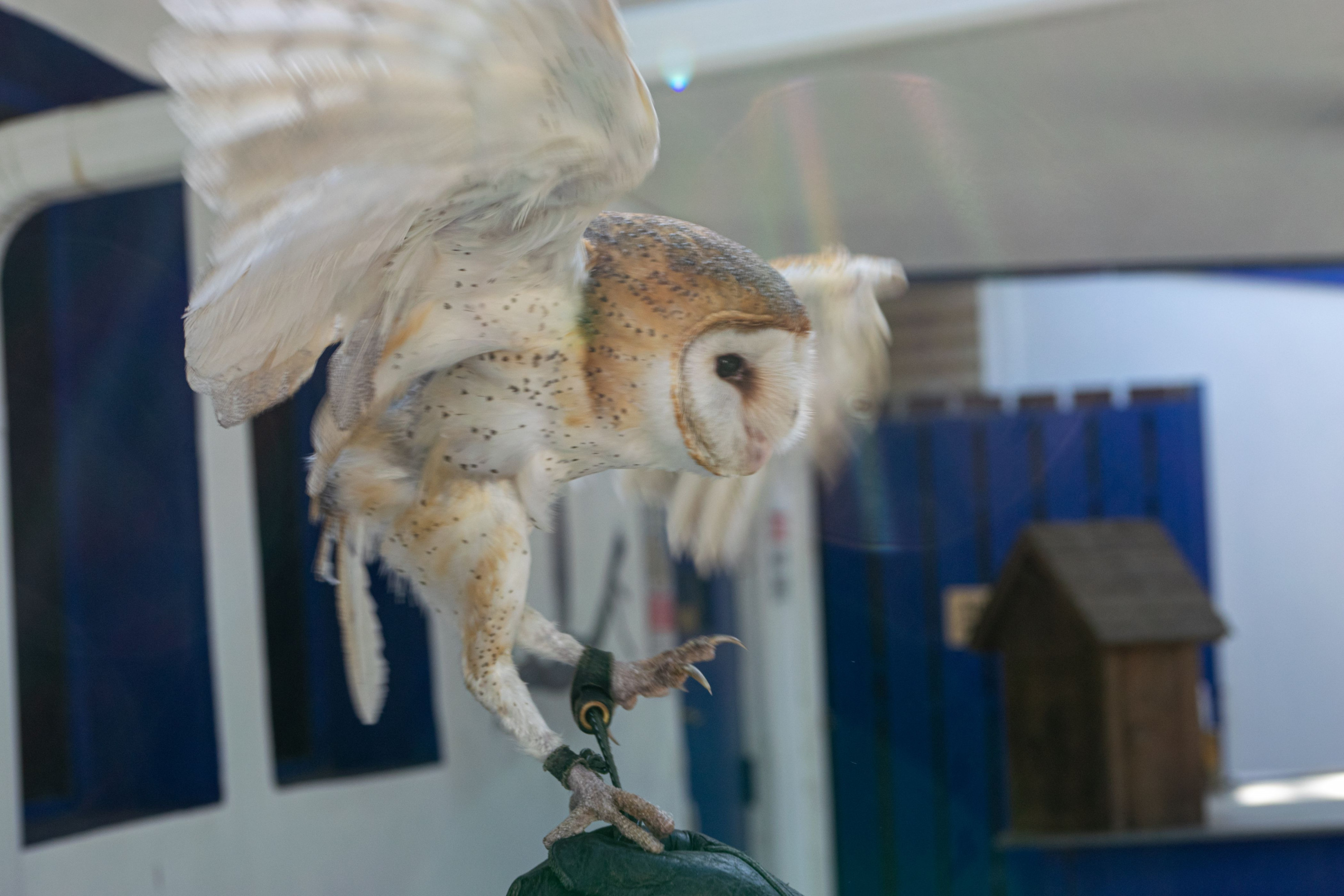The owl flaps her wings. Sometimes owls become startled and instinctually try to fly away from their handlers.