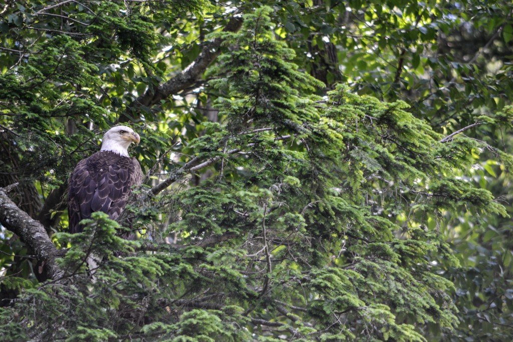 A mature bald eagle along the Chemung River near Big Flats, N.Y. In recent years a pair has been nesting upstream of here in a massive nest tucked against a towering white pine with some of the best views around of the river. (Carrick Palmer/SUNY-ESF)