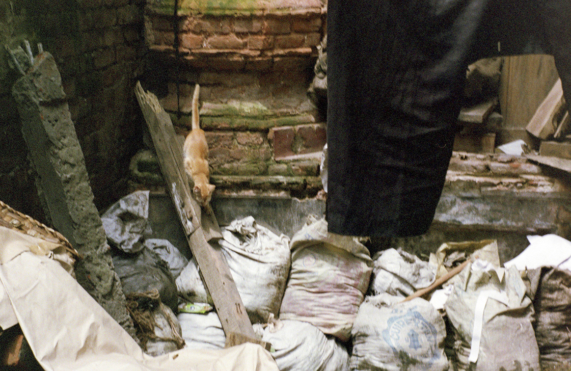 A cat crawls through the rubbish in Old Dhaka.