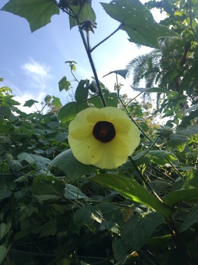 Flower near Harriet&#039;s property