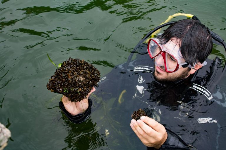 Mike Spear diving for samples. (UW Communications)