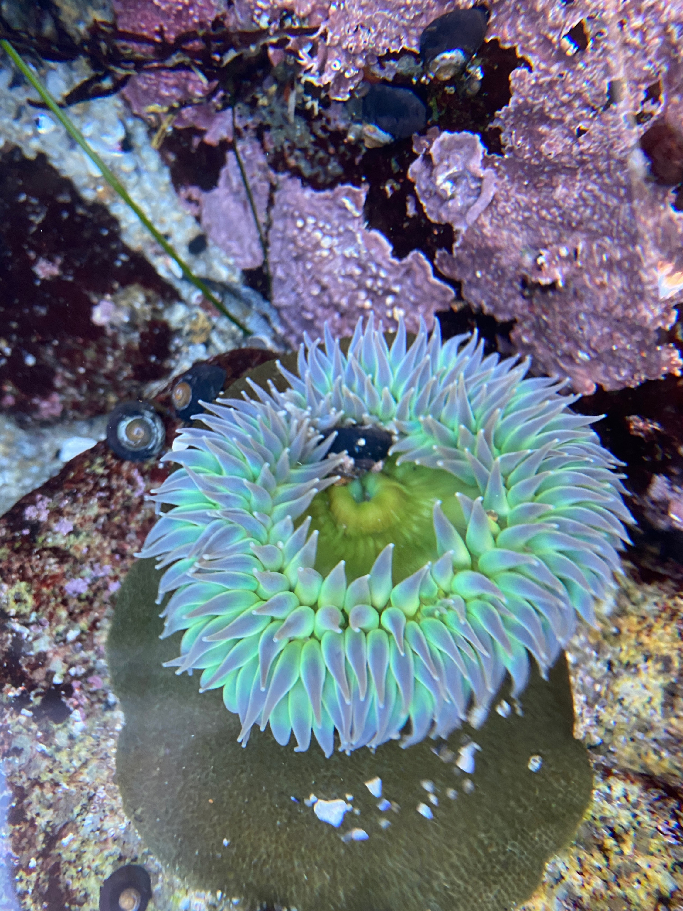 A Sea Anemone. (Joseph Goldstein/Middlebury College)