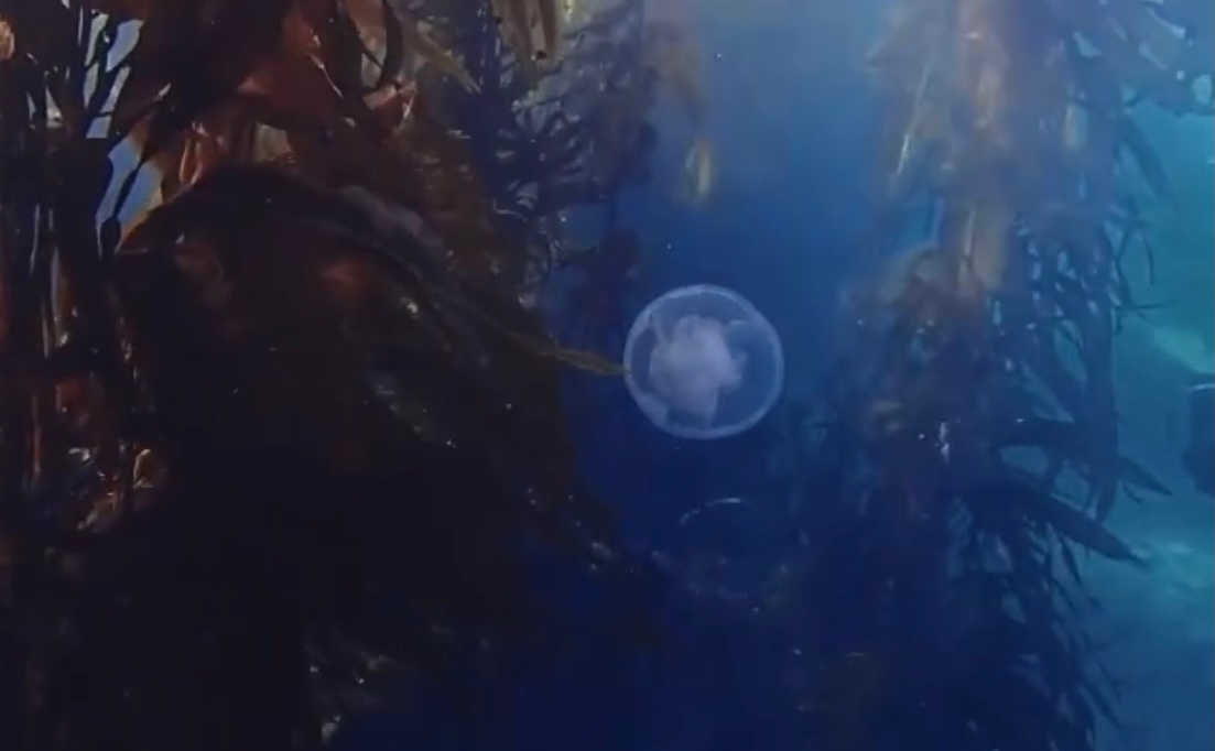 Jellyfish in a Kelp Forest. (Photo courtesy Monterey Bay Scuba)