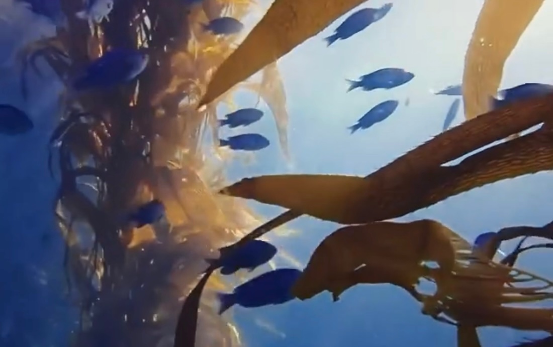 Fish in a Kelp Forest. (Photo courtesy Monterey Bay Scuba)