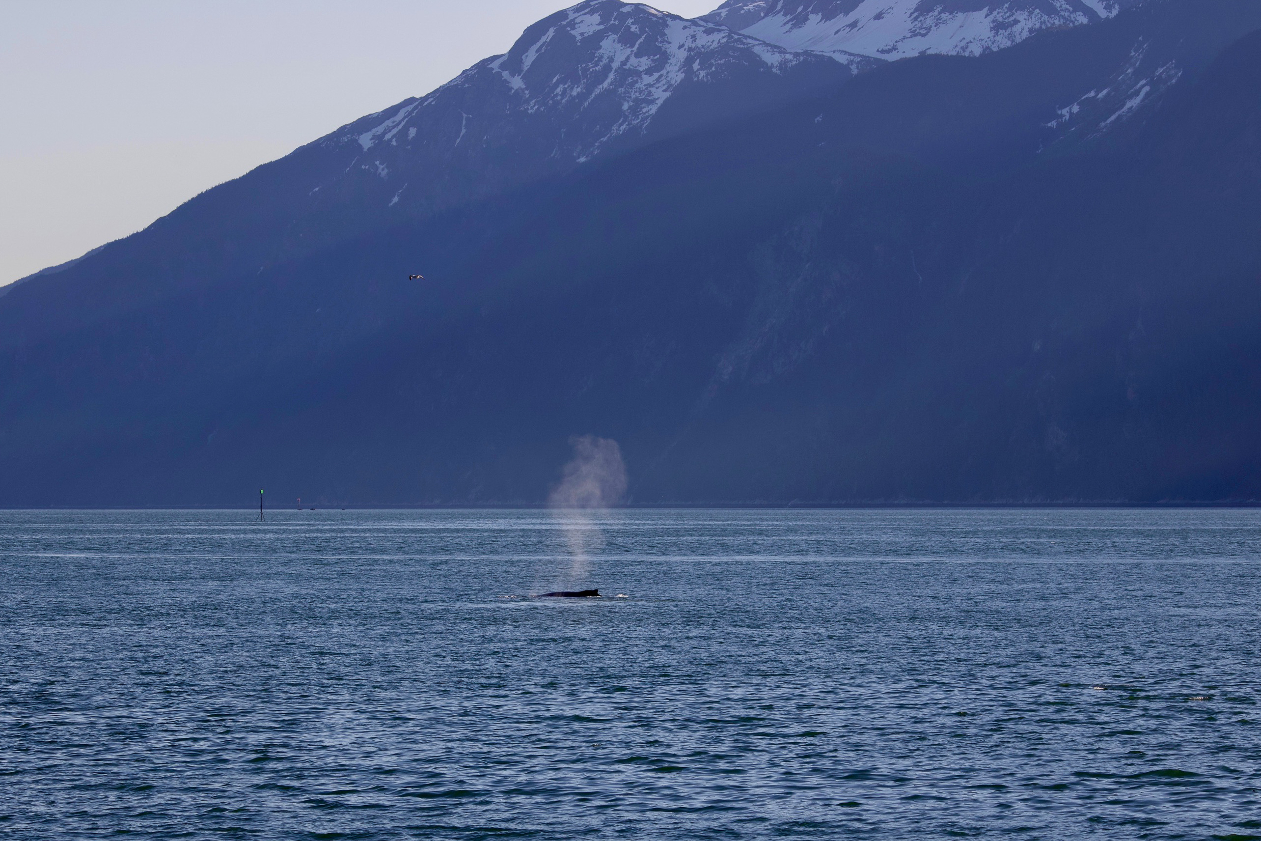 A humpback whale spurts water into the air.