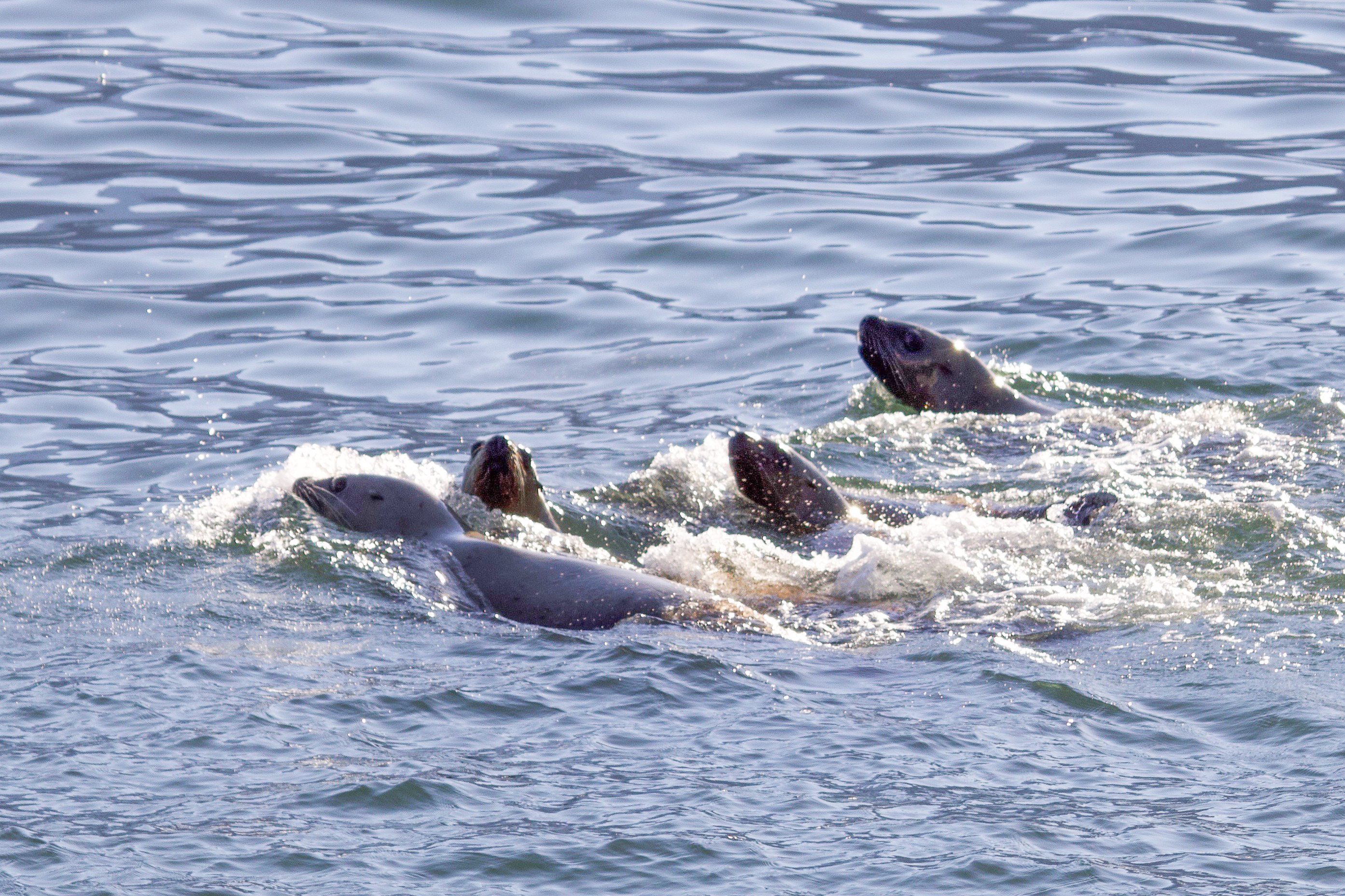 Sea lions frolic in the brisk waters.