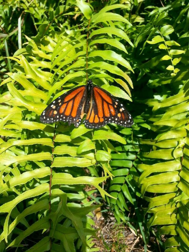Monarch Butterfly, safe and sound in the garden