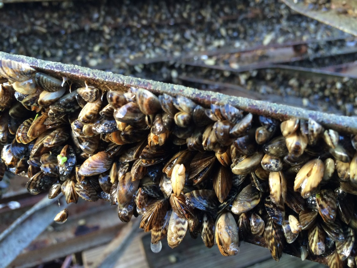 Zebra mussels encrust sections of the UW sailing pier pulled out of the water in fall, 2016. Since then the invasion has only gotten worse. (Adam Hinterthuer/UW Center for Limnology)