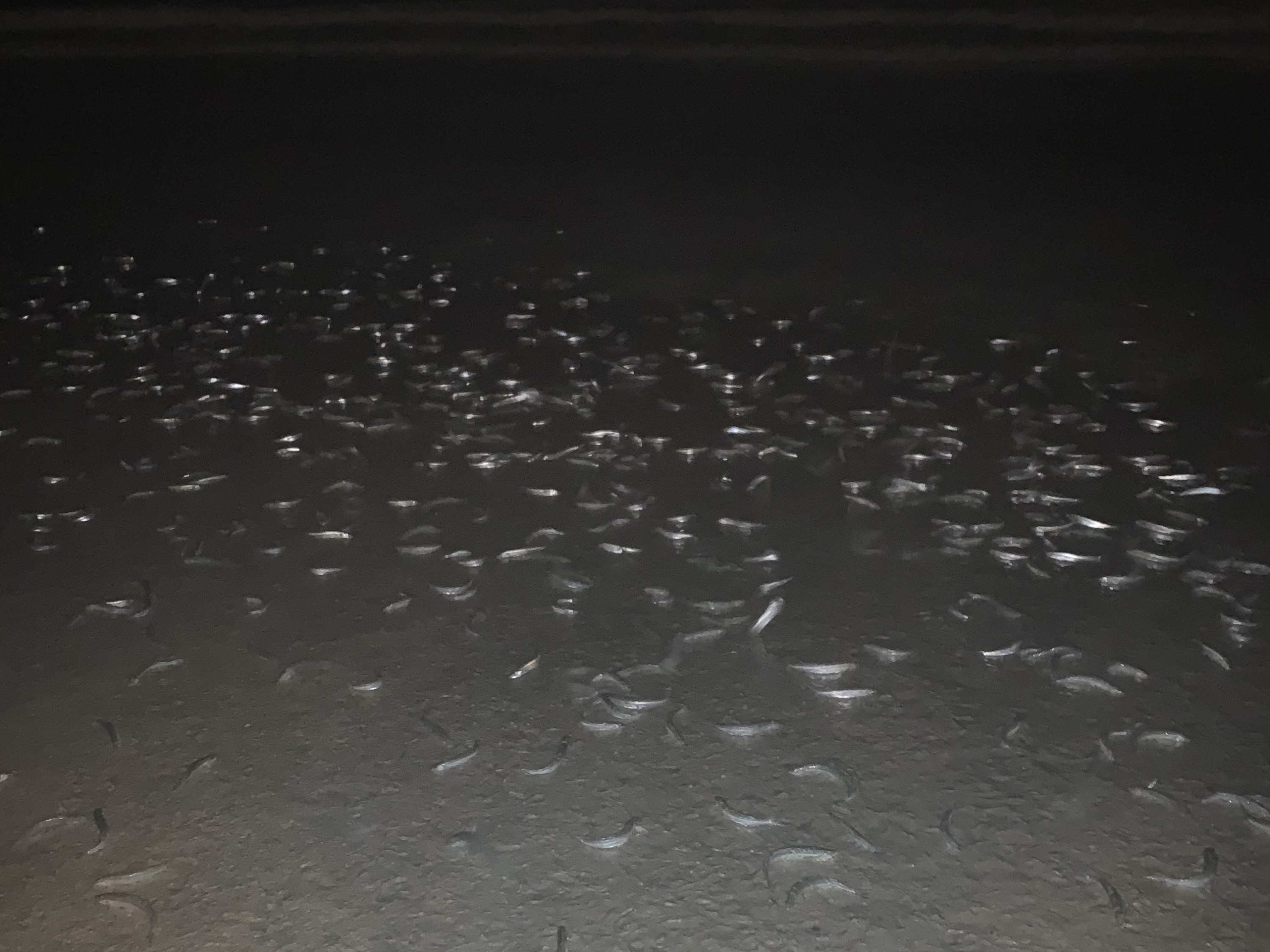 Grunion awash the shore of Mission Beach, San Diego. (Photos by Maggie Scholle/University of San Diego)