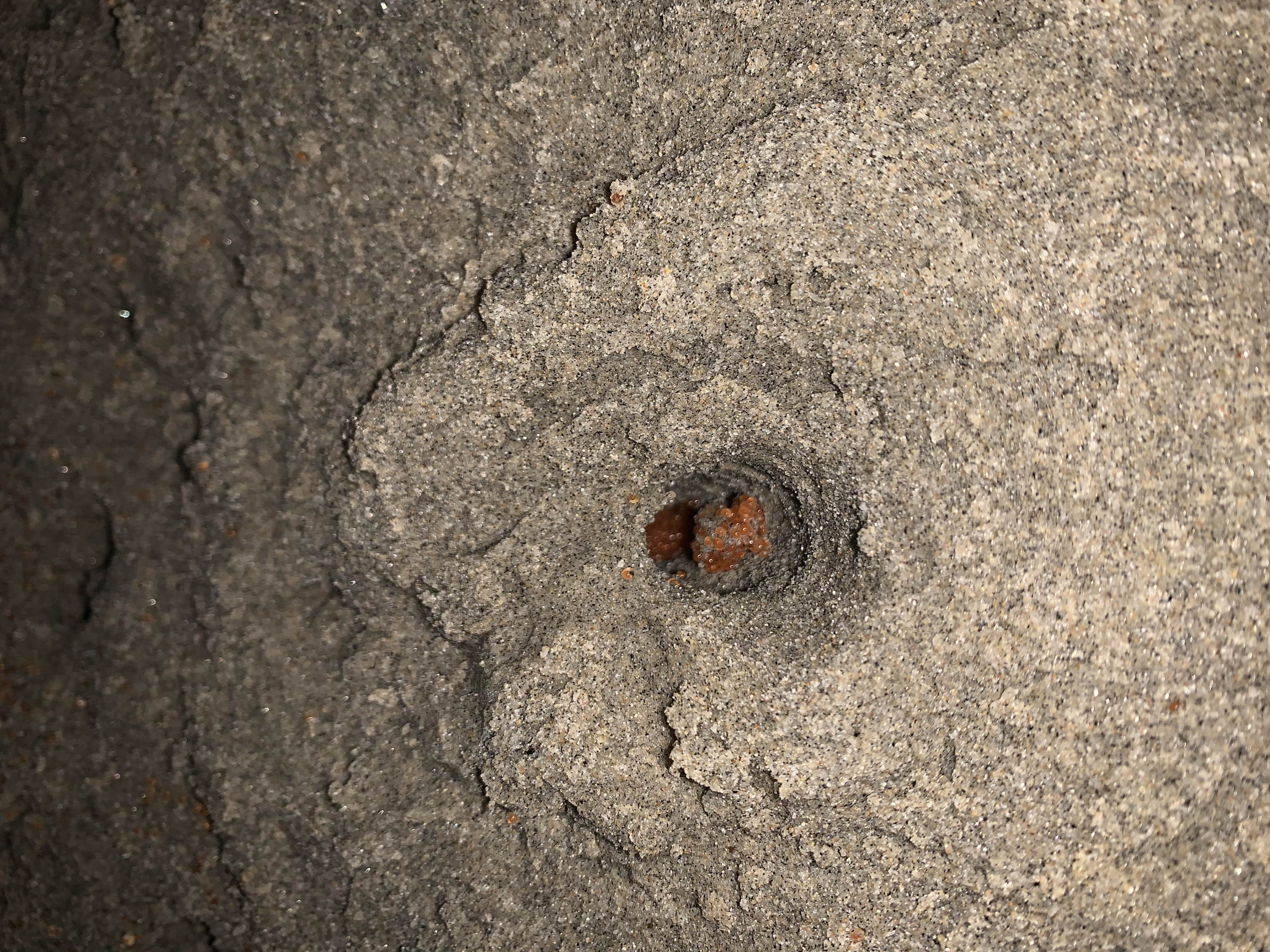 A single hole burrowed by grunion, filled with eggs to be fertilized.