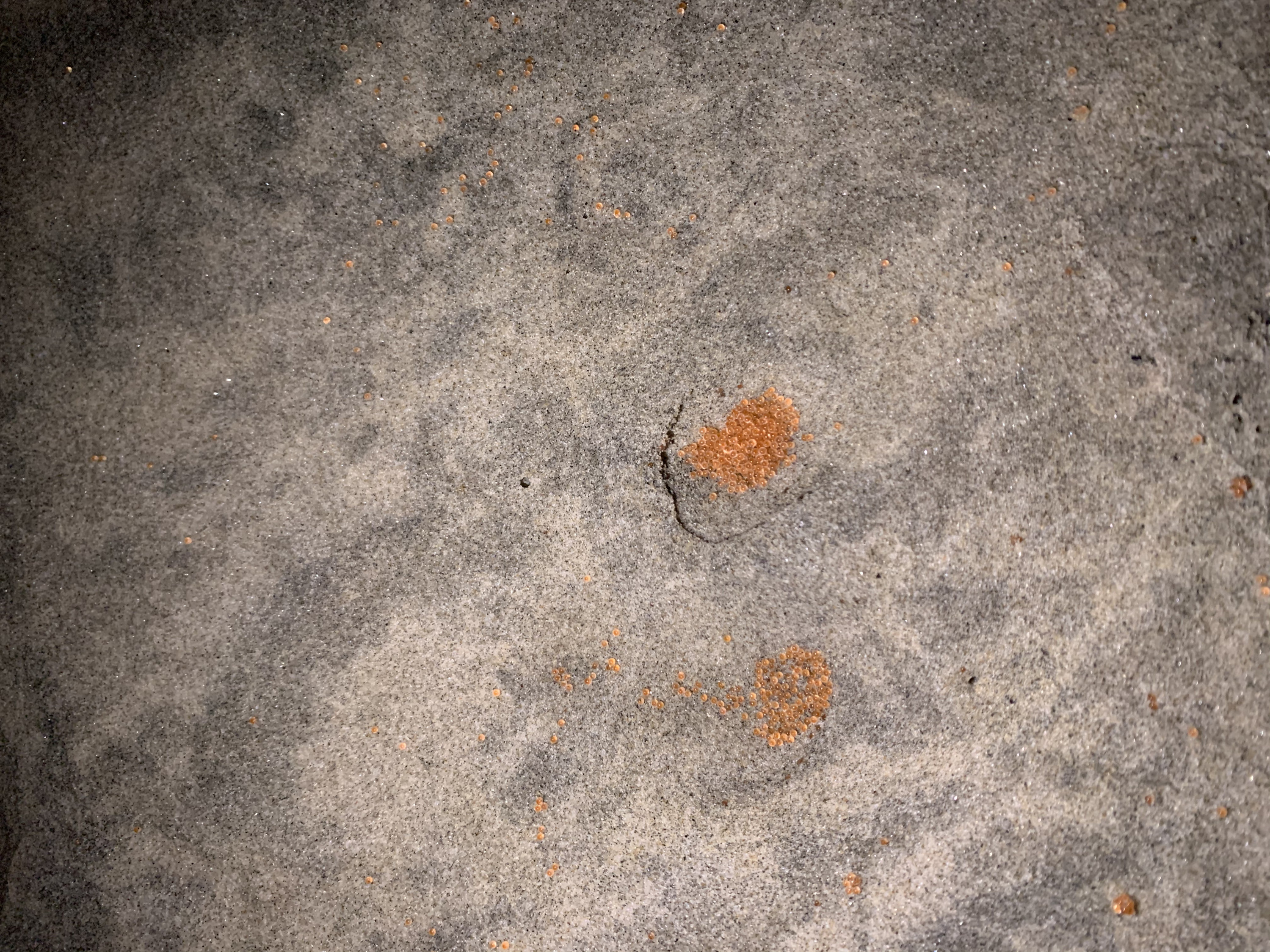 Two burrows filled with eggs, partially washed away by the incoming tide.