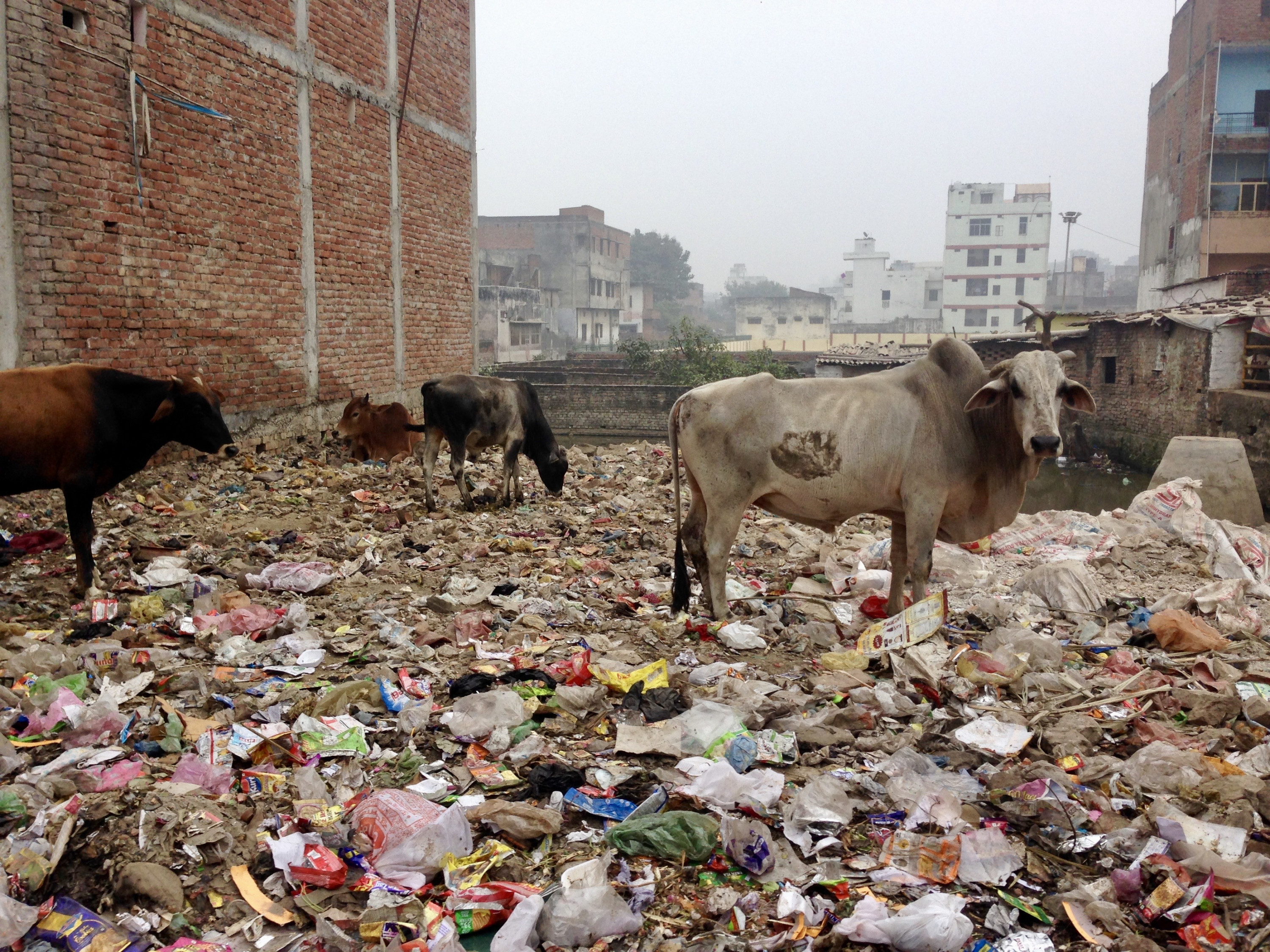 These images of plastic pollution are from my study abroad in Varanasi, India, in 2016. (Photos by Judith Marklin/Sewanee: University of the South)