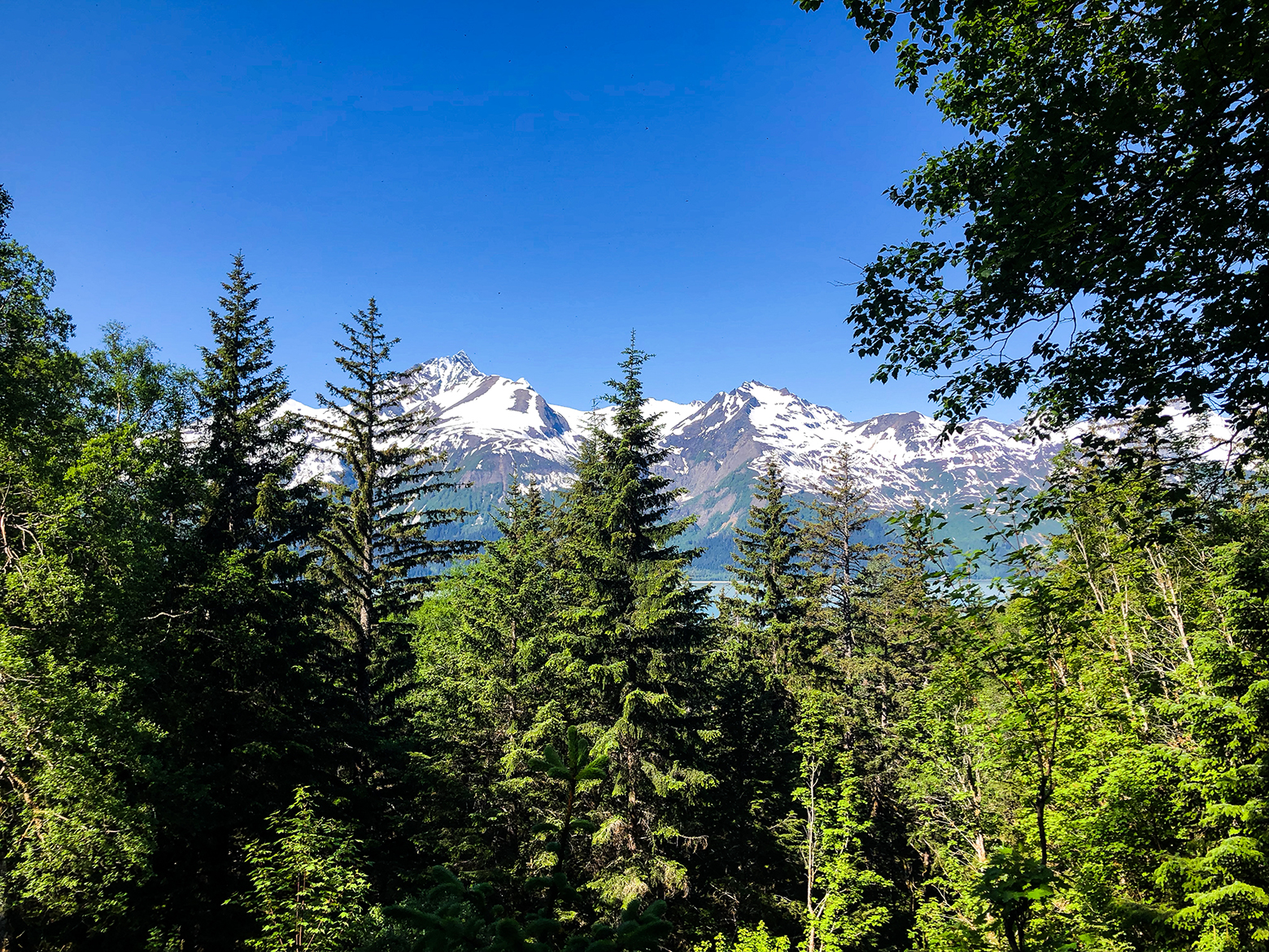 A view from the Tongass National Forest. (Photos by Lisa Palmer/Planet Forward)