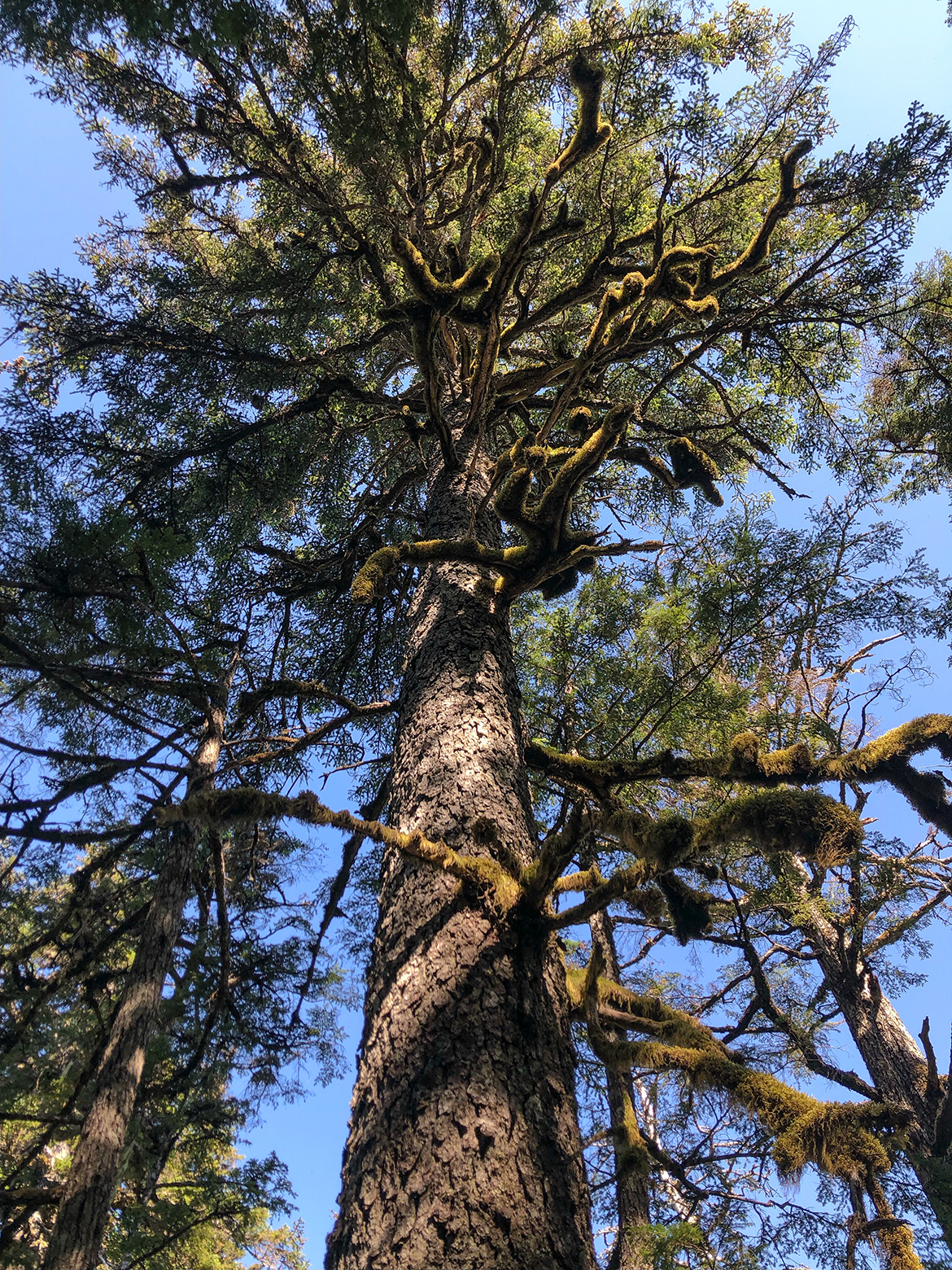 The branches of this massive tree in Haines, near Glacier Bay National Park, are covered in mosses and lichen.