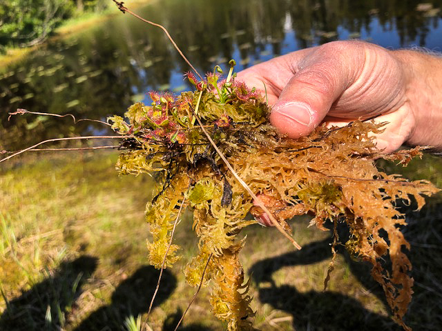 Sundew moss, a small perennial that grows in thick mats in wet and very nutrient-poor bogs.