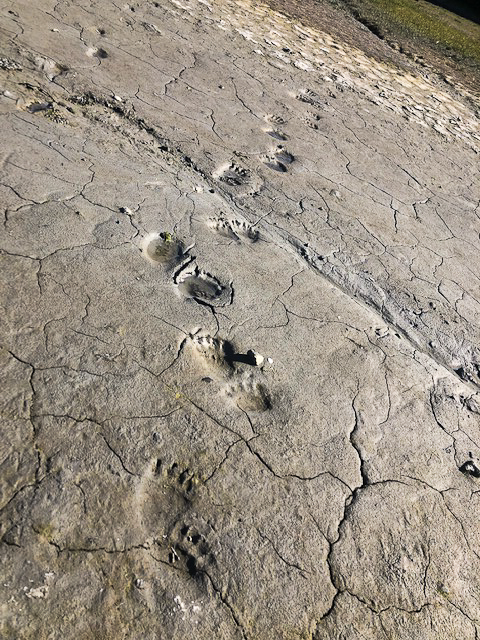 Bear tracks!