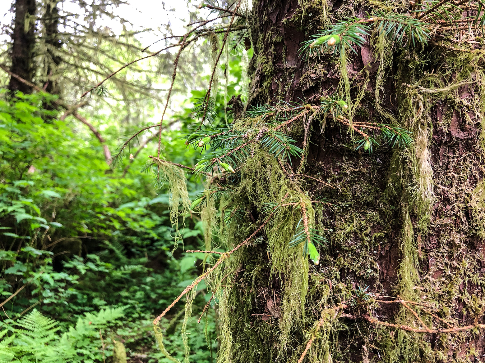 Spruce tips, seen on the ends of the branches, can be eaten raw, boiled, pickled, or baked.