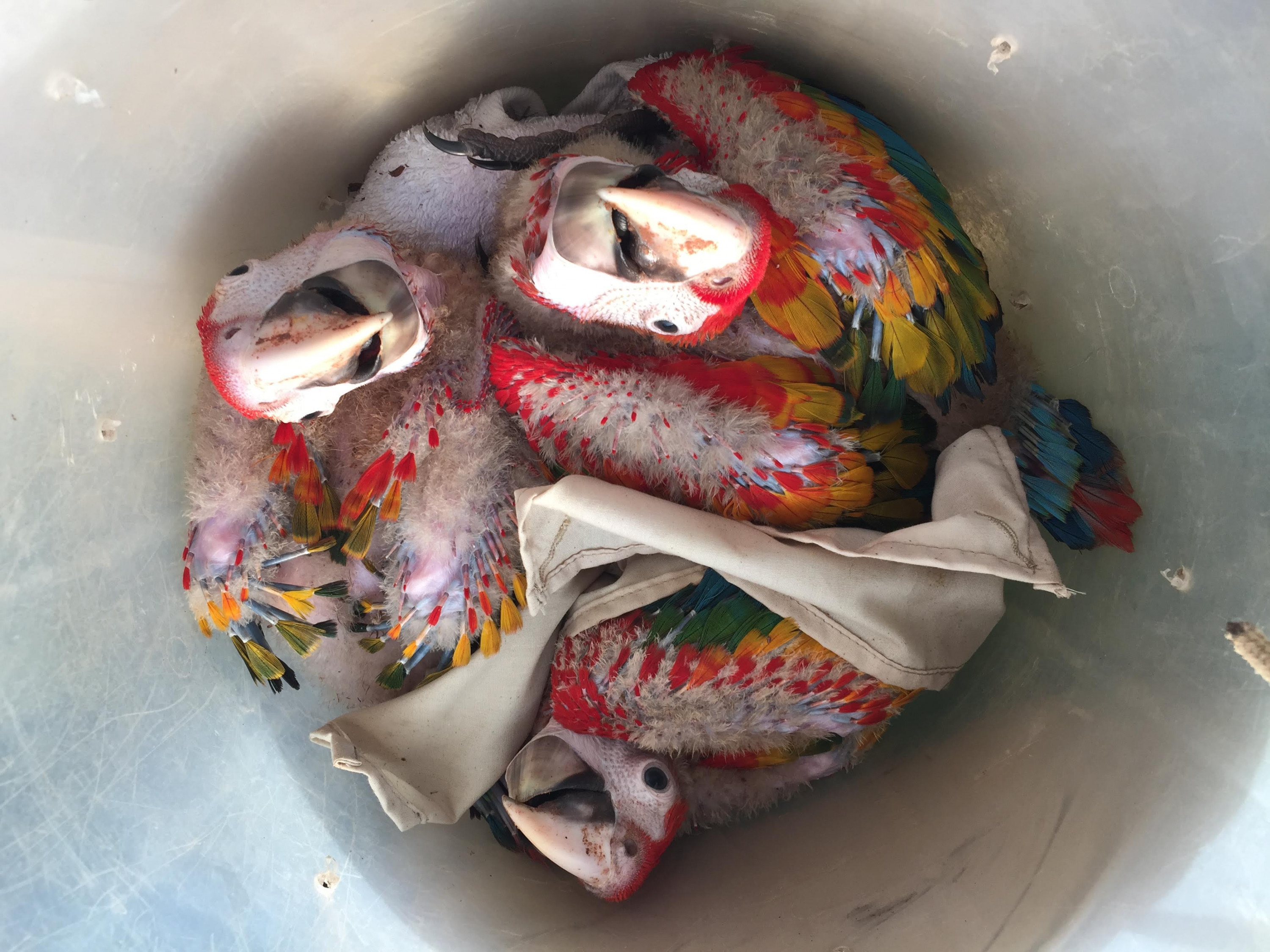 Macaw chicks. (Greta Hardy-Mittell/Carleton College)