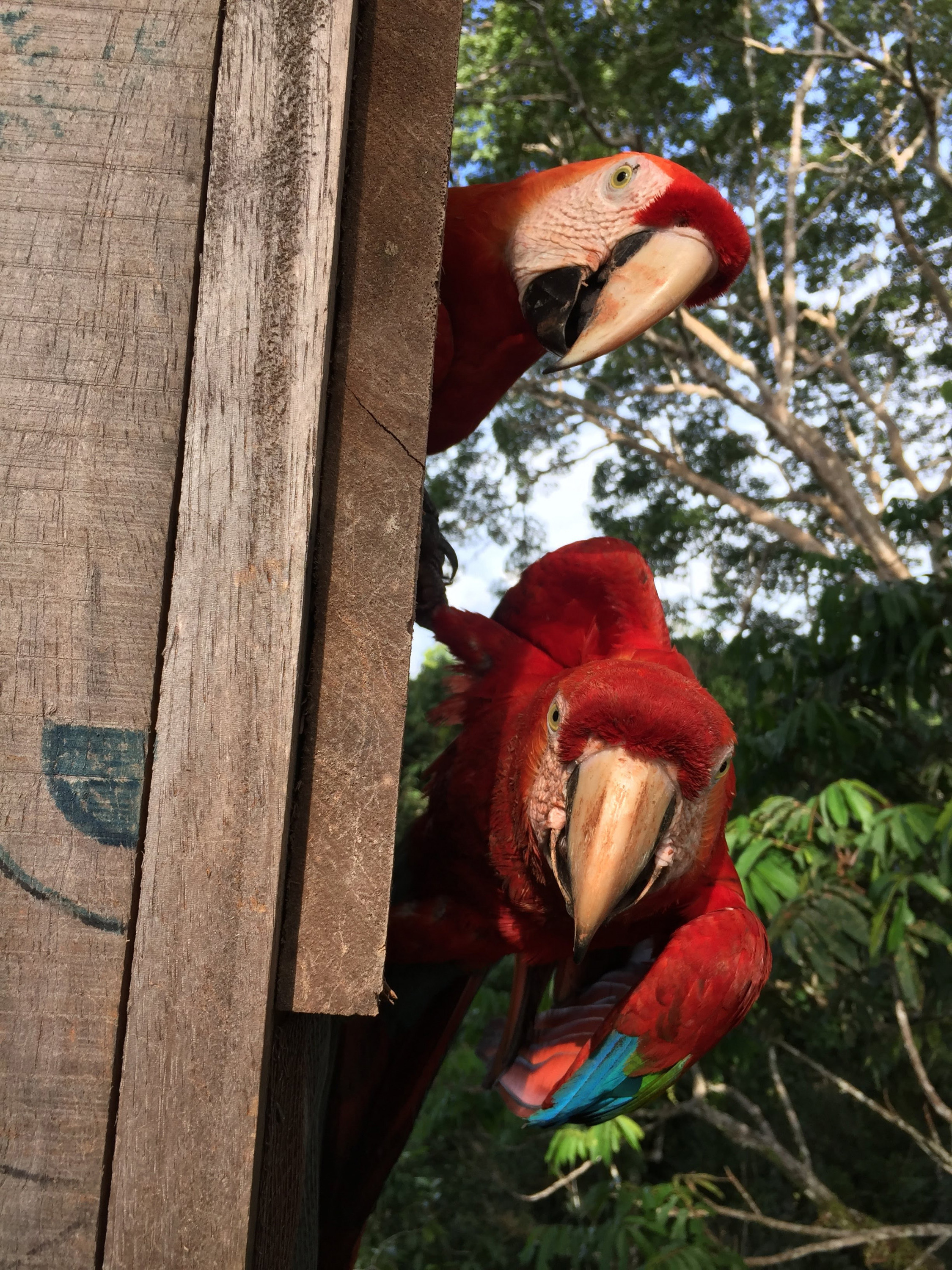 Macaws in a nesting box. (Greta Hardy-Mittell/Carleton College)