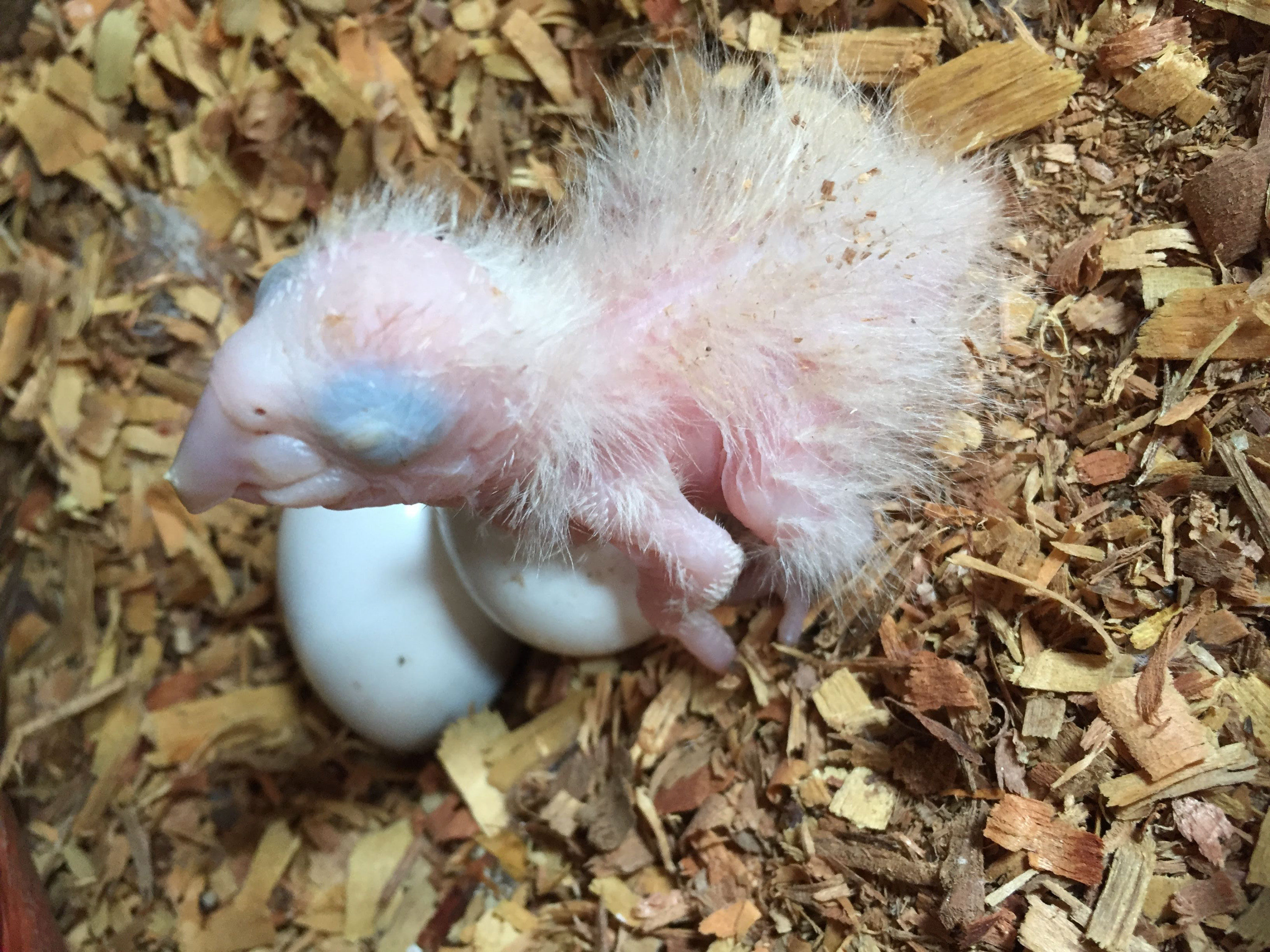 A newly-hatched macaw chick. (Greta Hardy-Mittell/Carleton College)