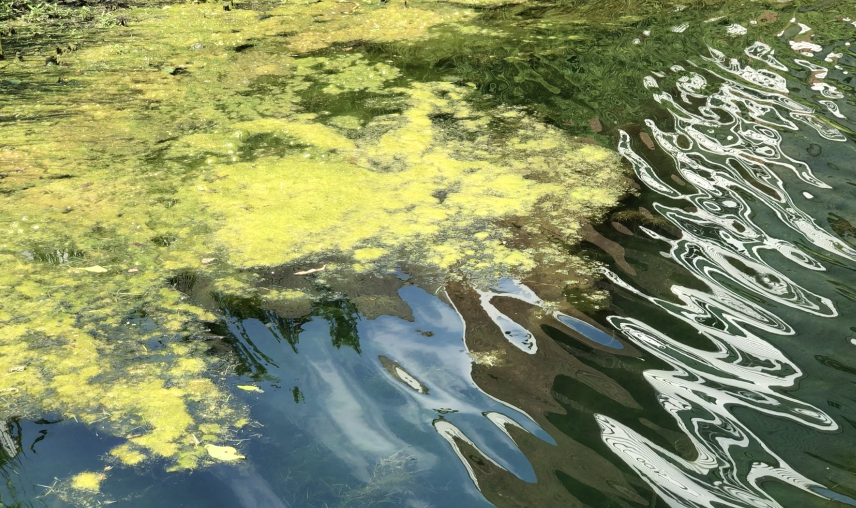 Algae is a fast-growing, high quality, and underappreciated source of protein.