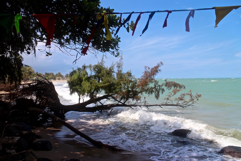 A 40-year-old tree was lost to coastal erosion in Loiza, evidence of a wider beach in years past. (Janice Cantieri/MEDILL)