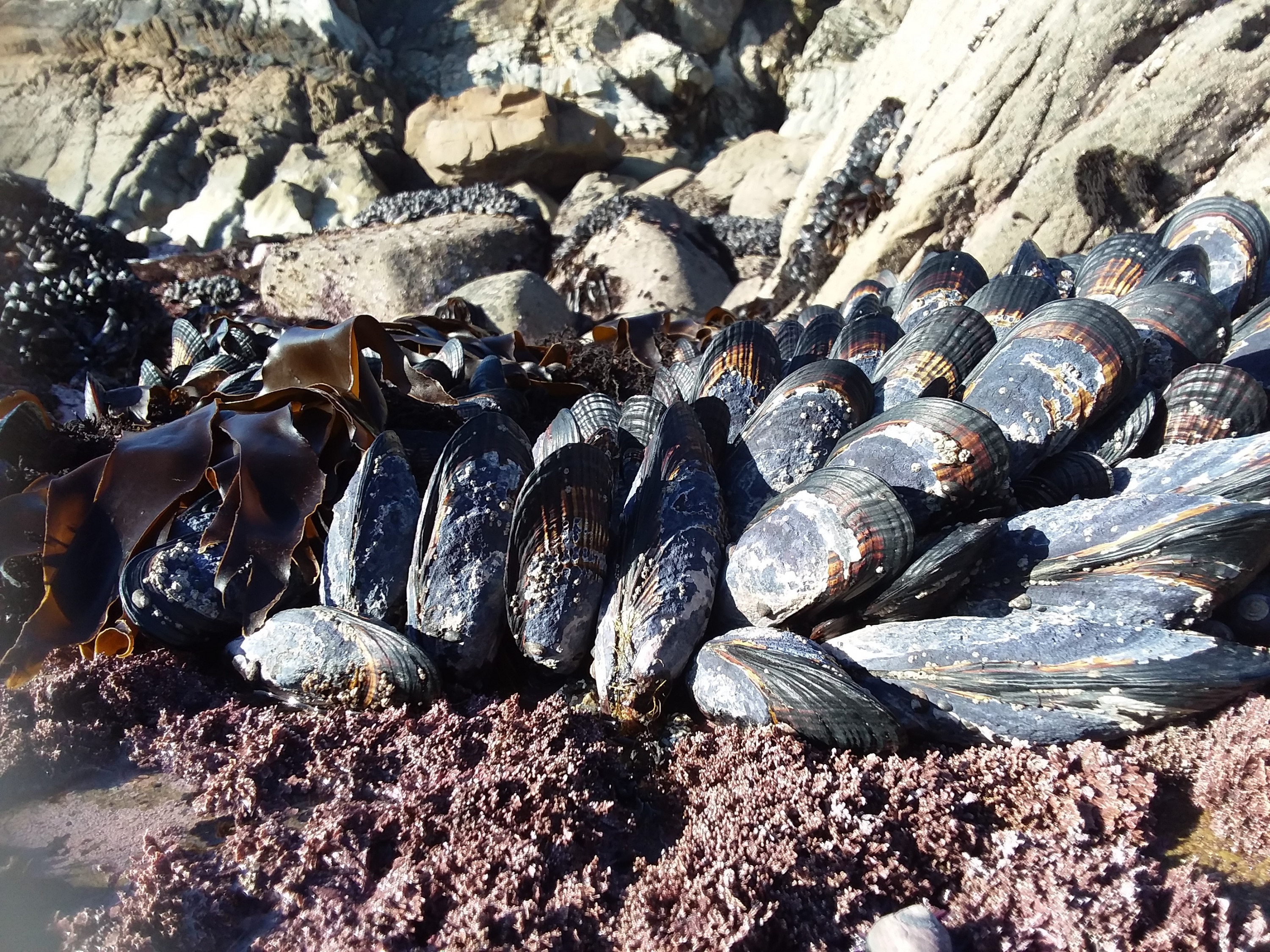Mussels serve as a traditional food source for the Kashia. (Kashia Department of Environmental Planning)